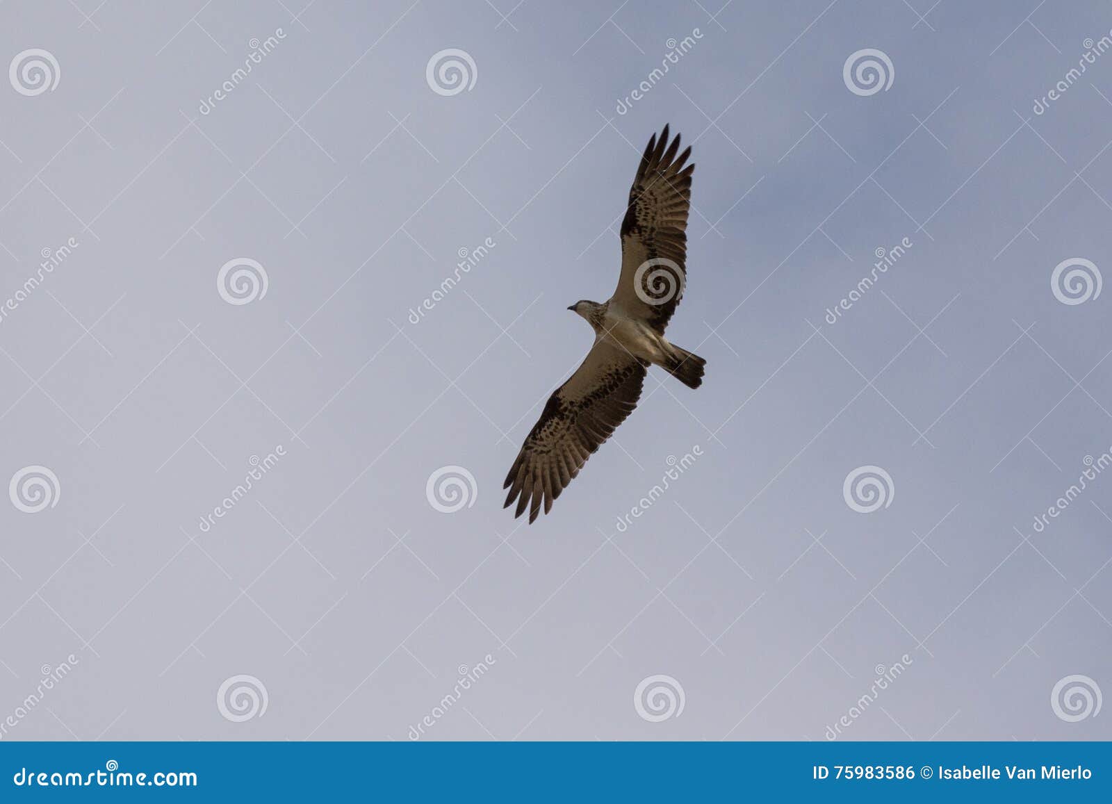 Black Kite in Yeppoon stock photo. Image of black, migrans 75983586