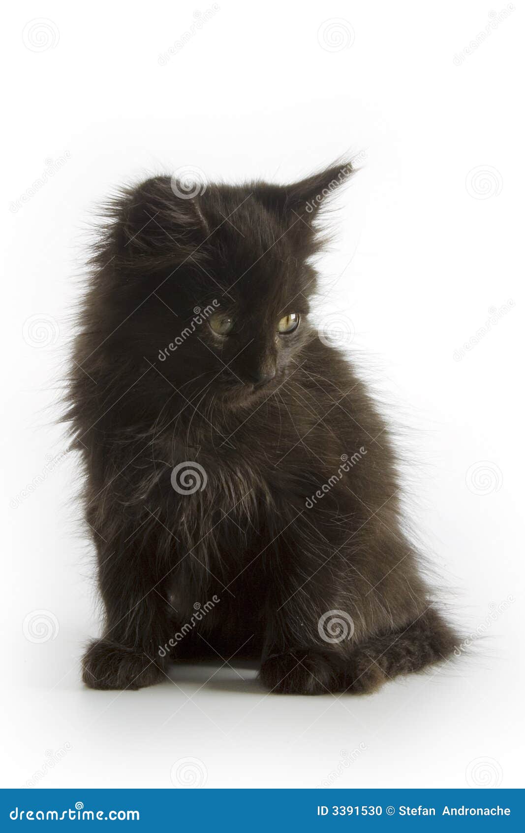 27,371 Small Little Black Kitten Stock Photos - Free \u0026 Royalty-Free Stock  Photos from Dreamstime, image size:1067x1690