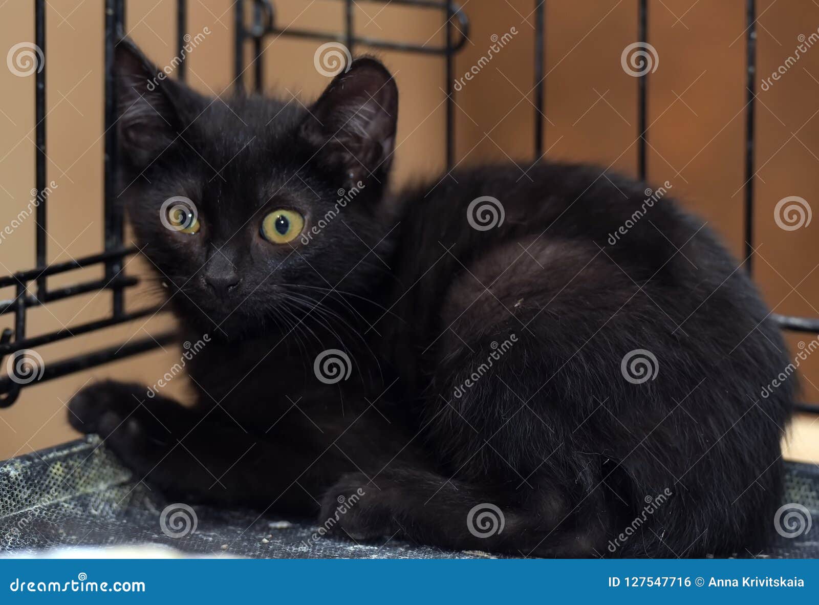 Black kitten in a cage stock photo. Image of beautiful 127547716