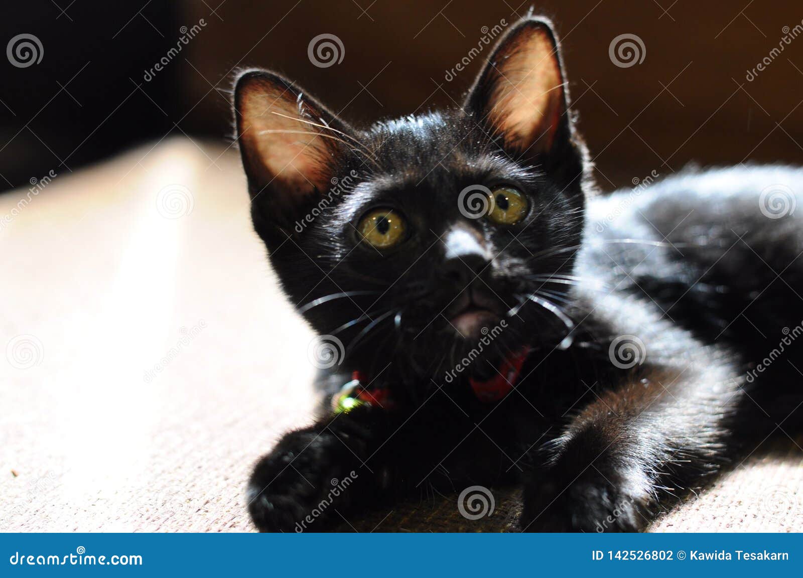 Black Kitten with Green Eyes Stock Photo Image of cute, love 142526802