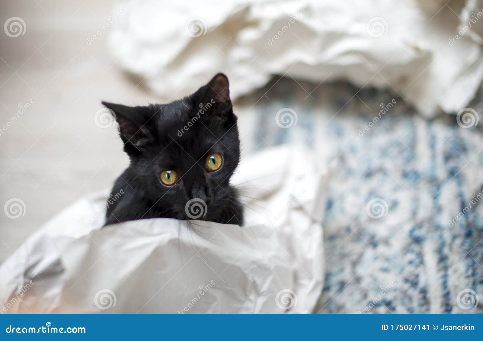 Black kitten playing stock image. Image of pretty, face 175027141