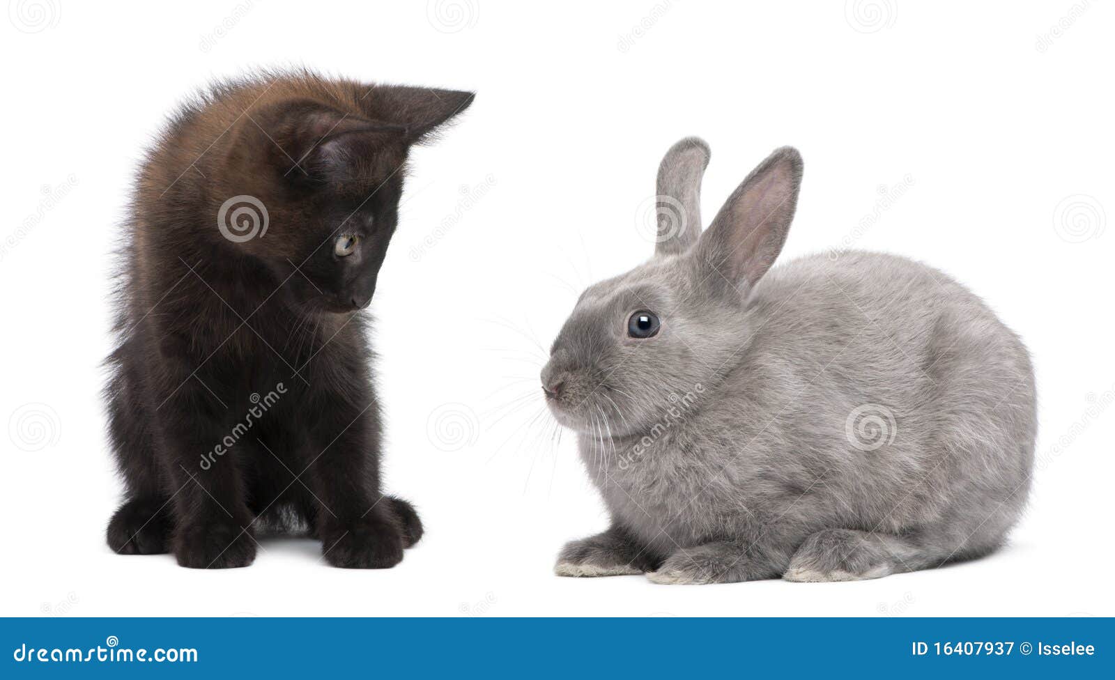 Black Kitten Playing with Rabbit Stock Image Image of black, copy