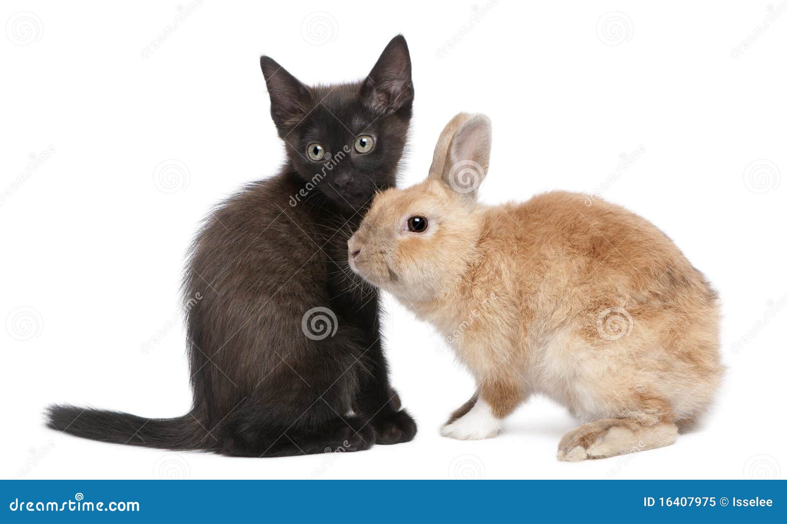 Black Kitten Playing with Rabbit Stock Image Image of isolated