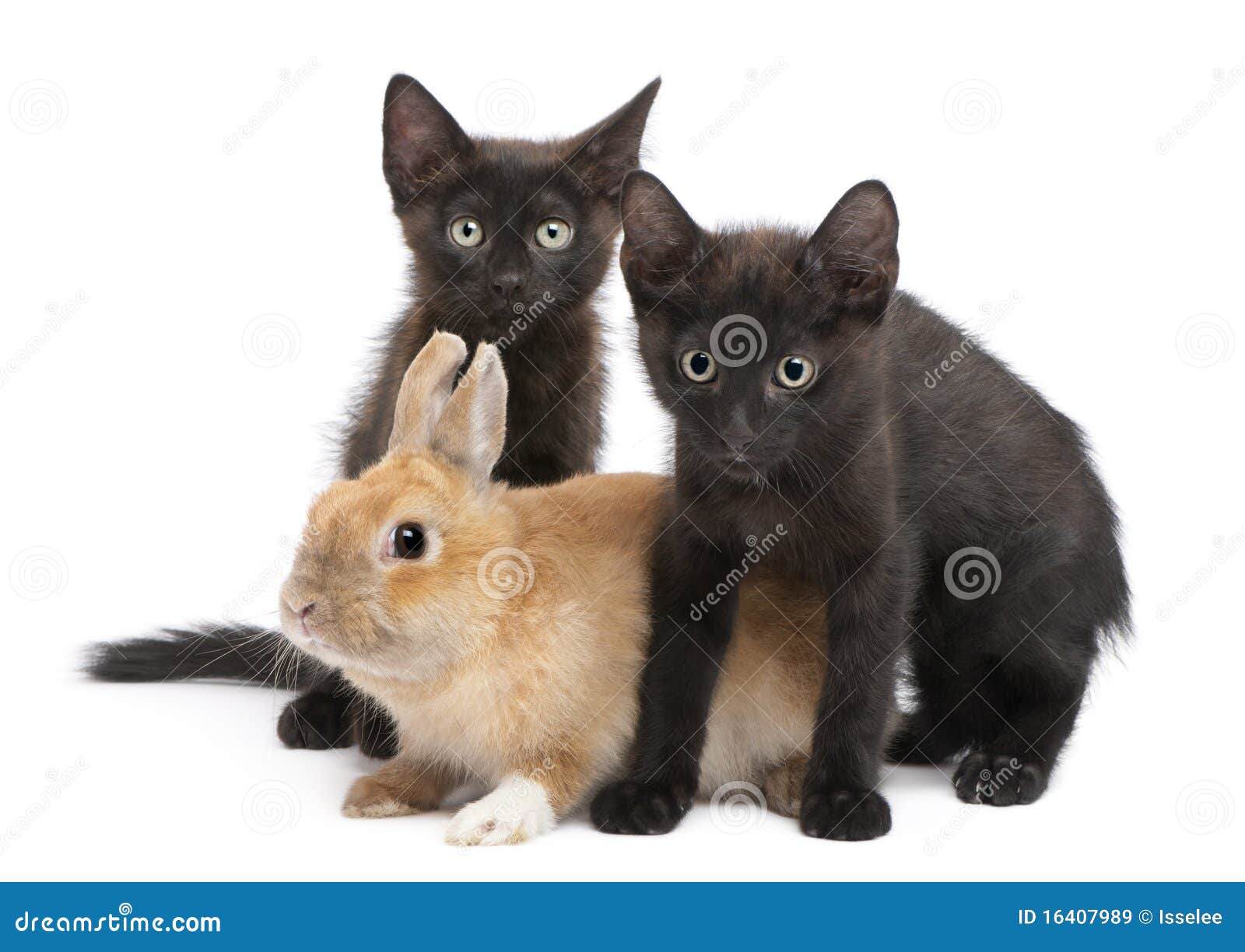 Black Kitten Playing with Rabbit Stock Image Image of cute, bunny