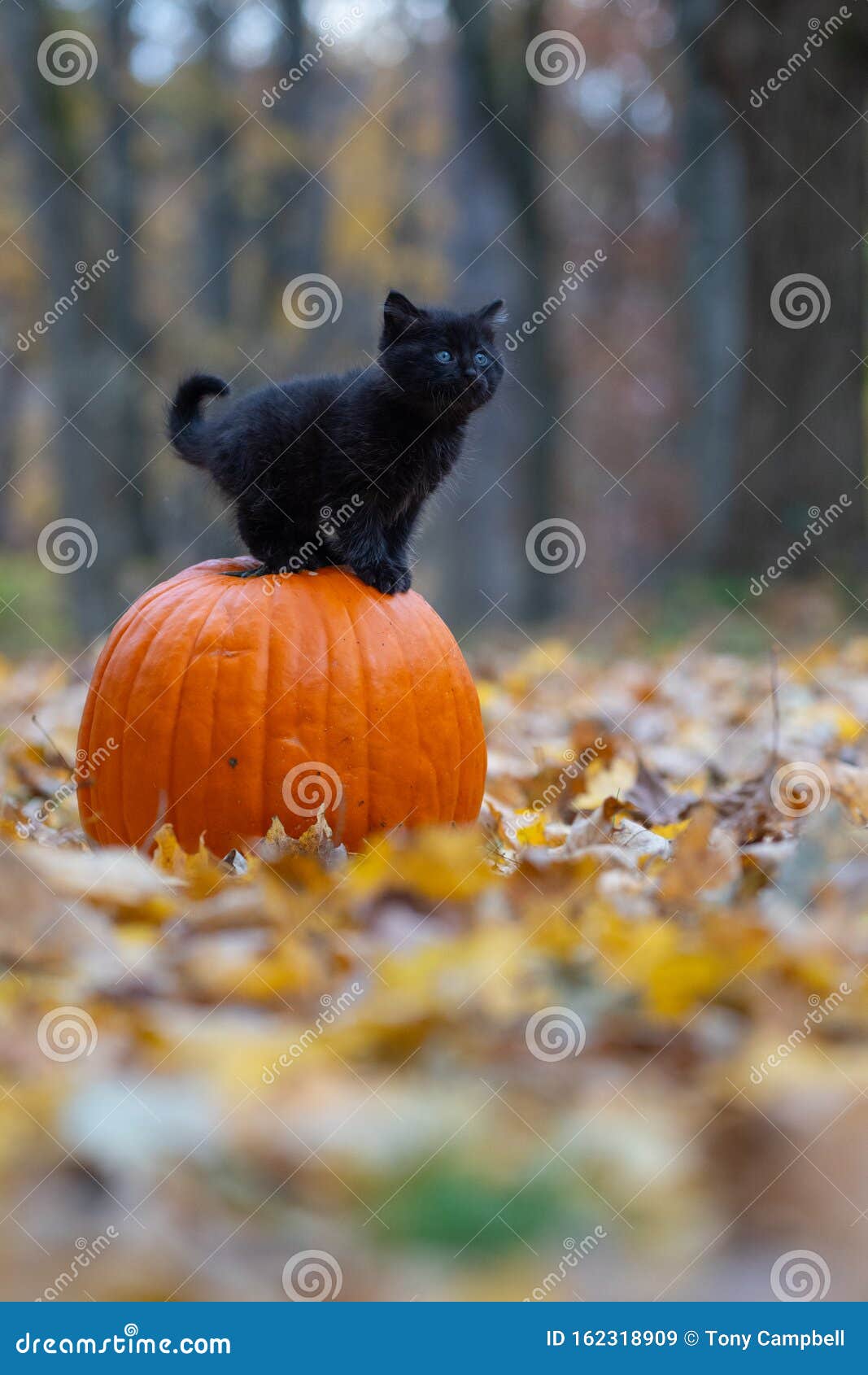 kitten pumpkin