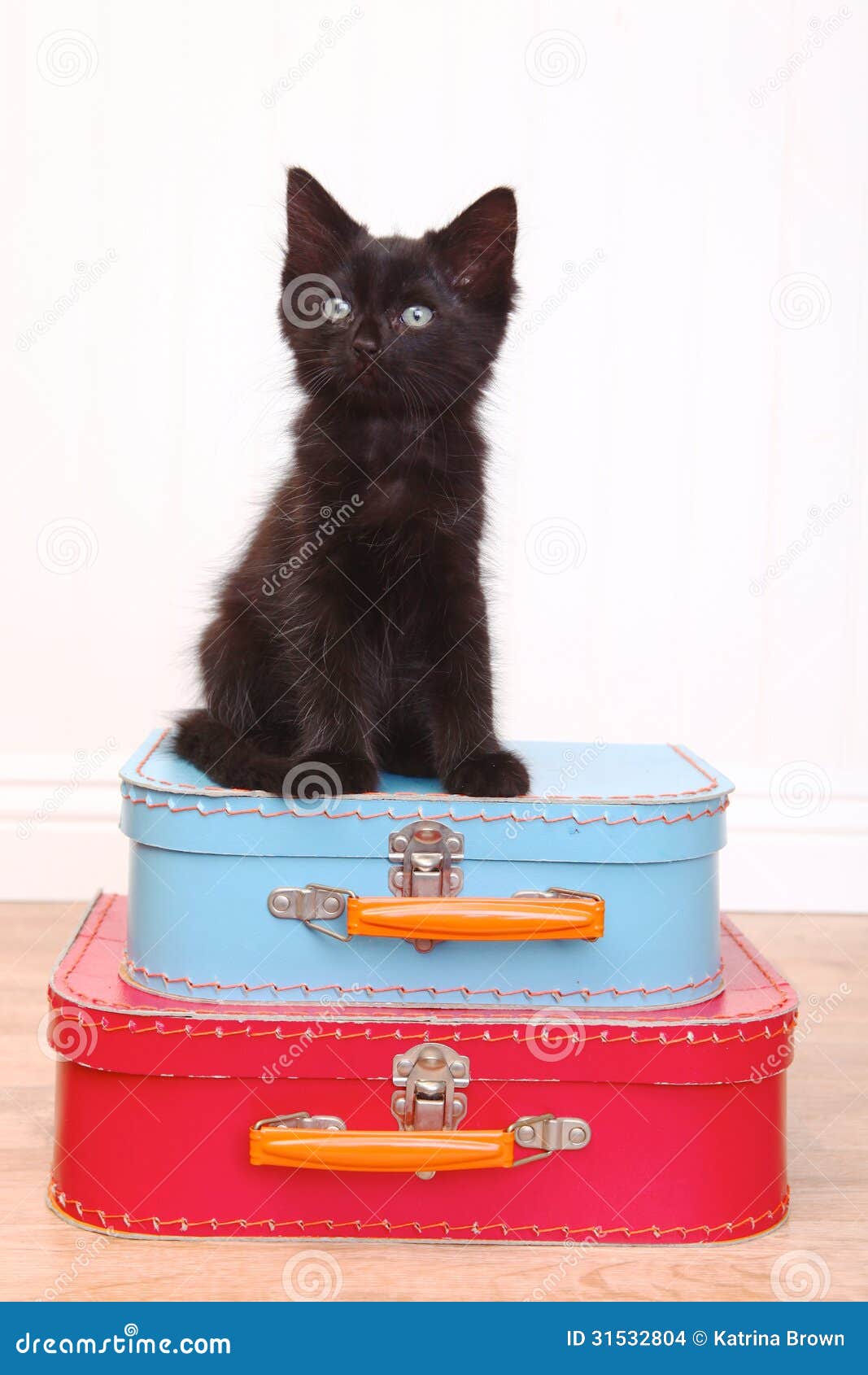 Black Kitten Sitting Atop Luggage on White Stock Photo Image of