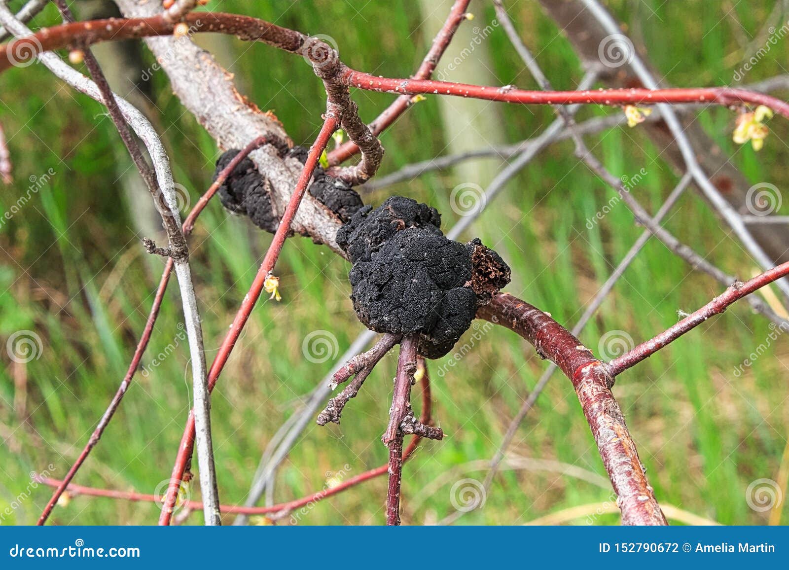 Black Knot Disease Growing on a Cherry Tree Stock Photo Image of