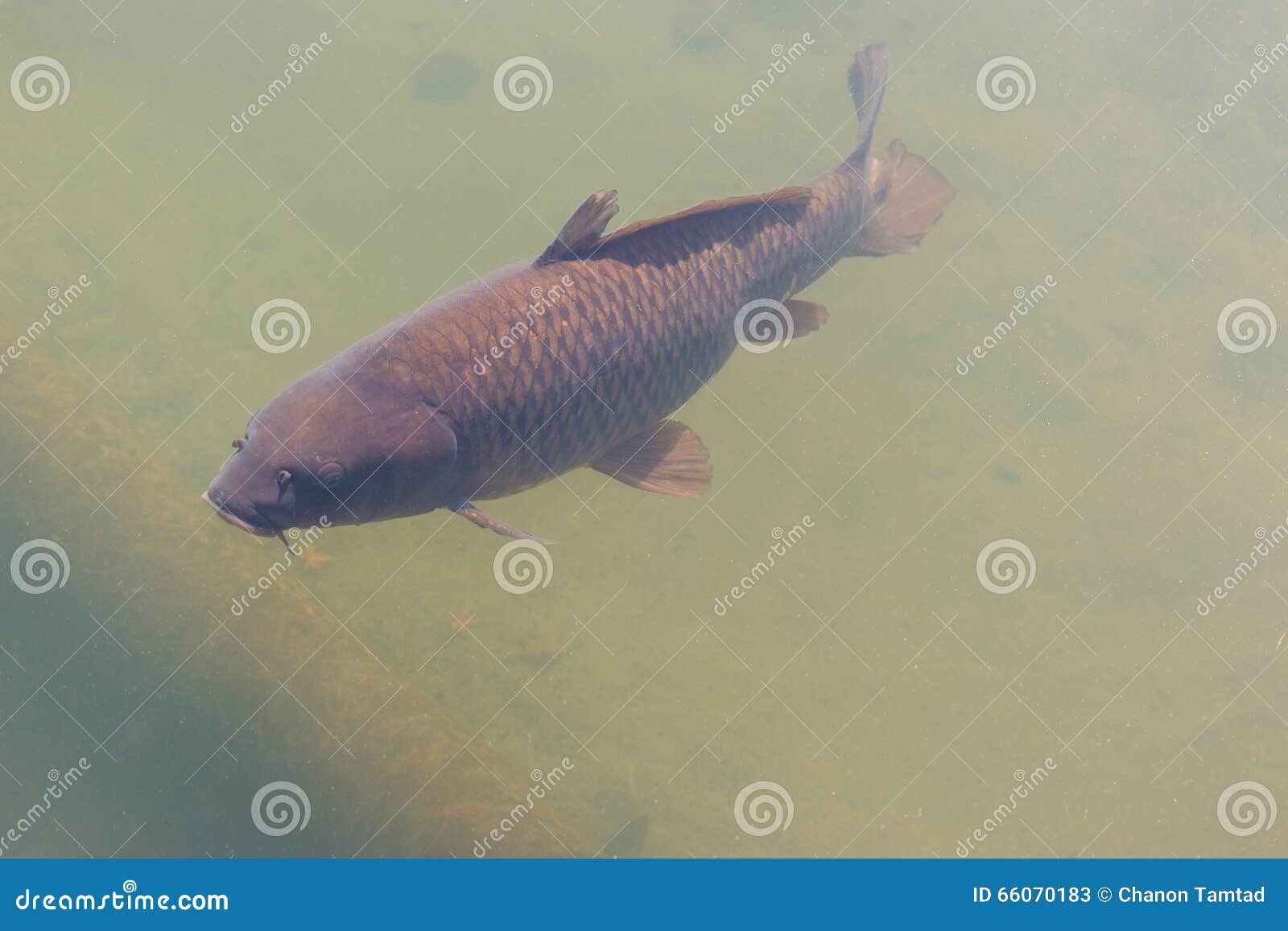 Black koi fish swimming. stock image. Image of garden