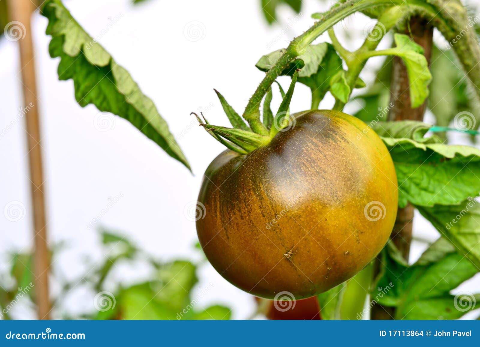 Black Krim Ukrainian Heirloom Tomato Stock Photo Image of european