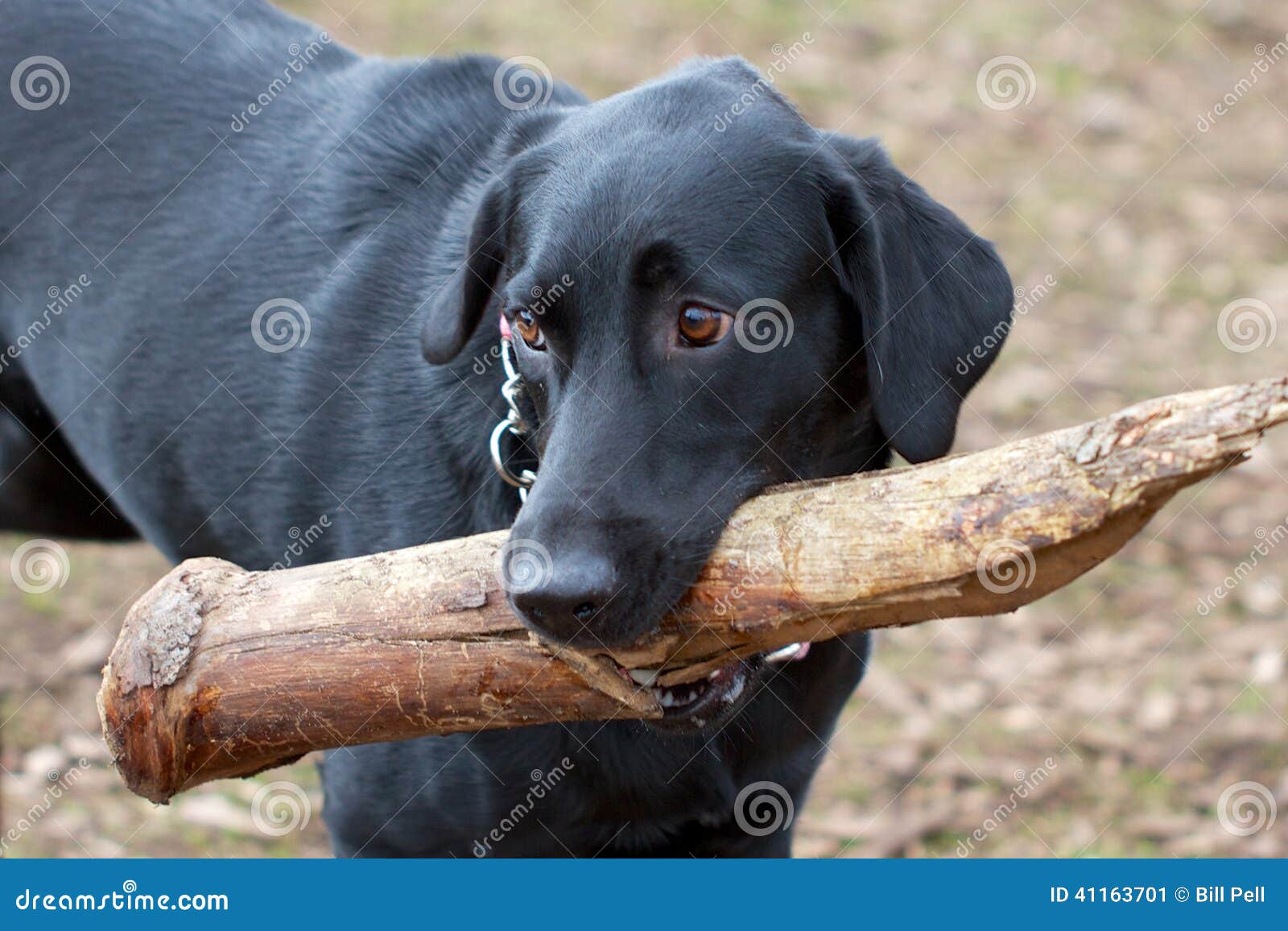 Black Lab and a really Big Stick Stock Image Image of oversized
