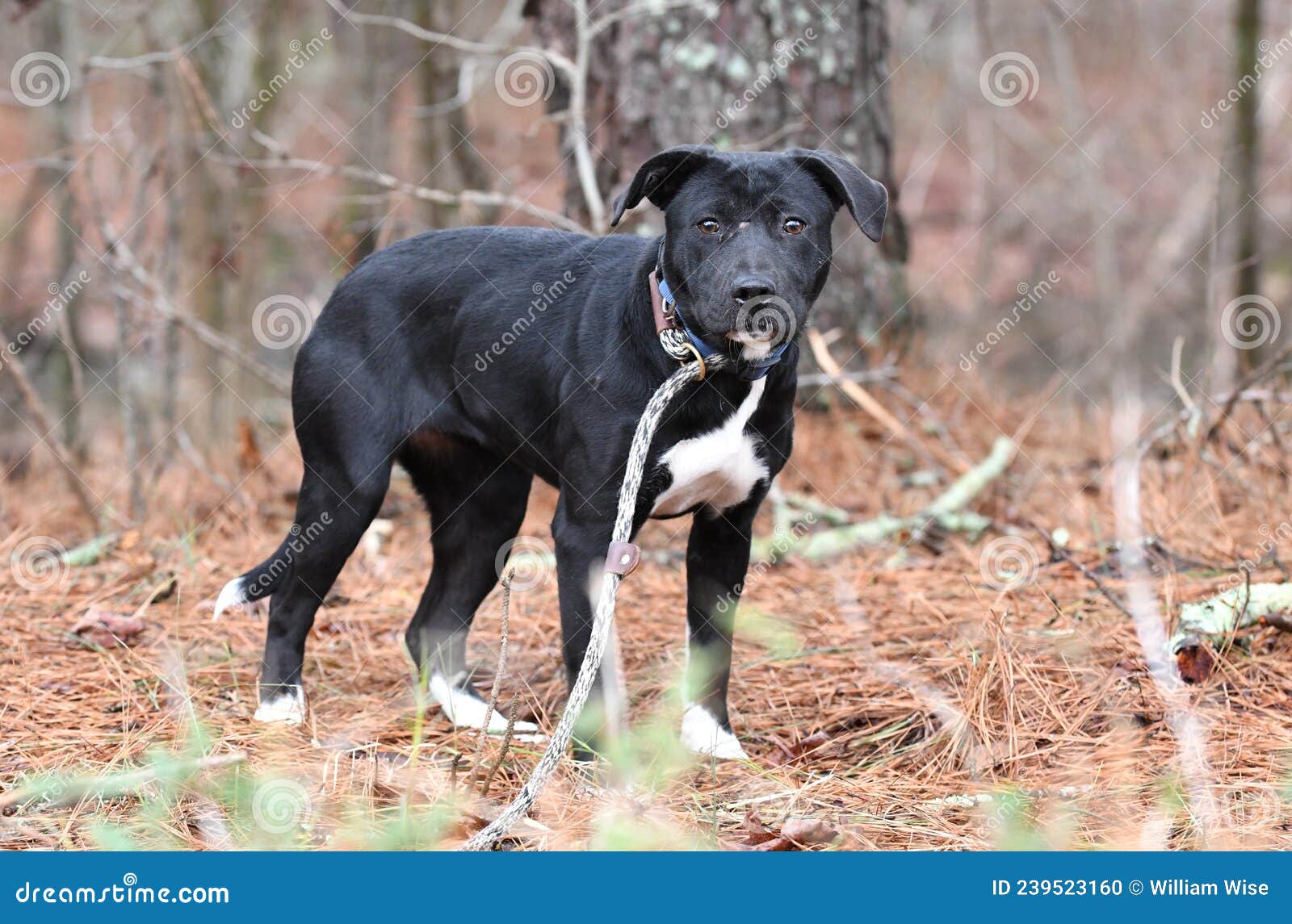Black Lab Border Collie Mix Puppy Dog Outside On Leash Stock Photo - Image  Of Female, Blue: 239523160