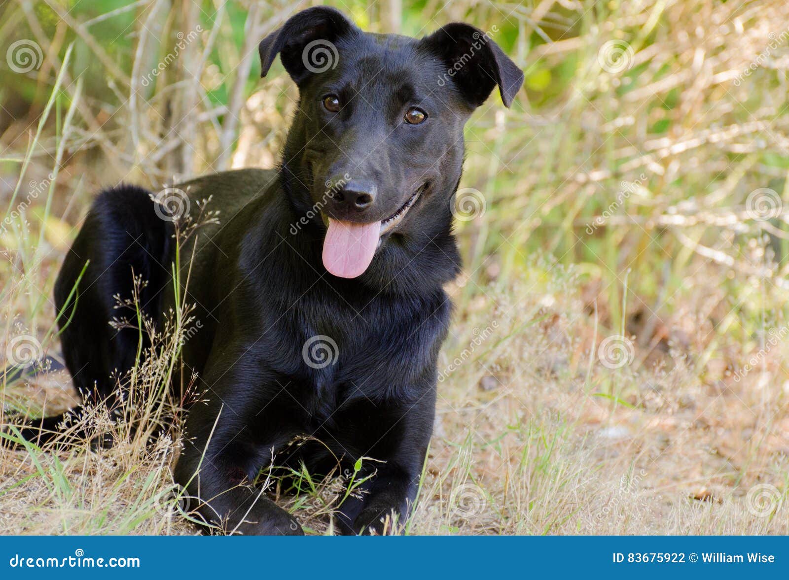 Jack Russell Black Lab Cross 3