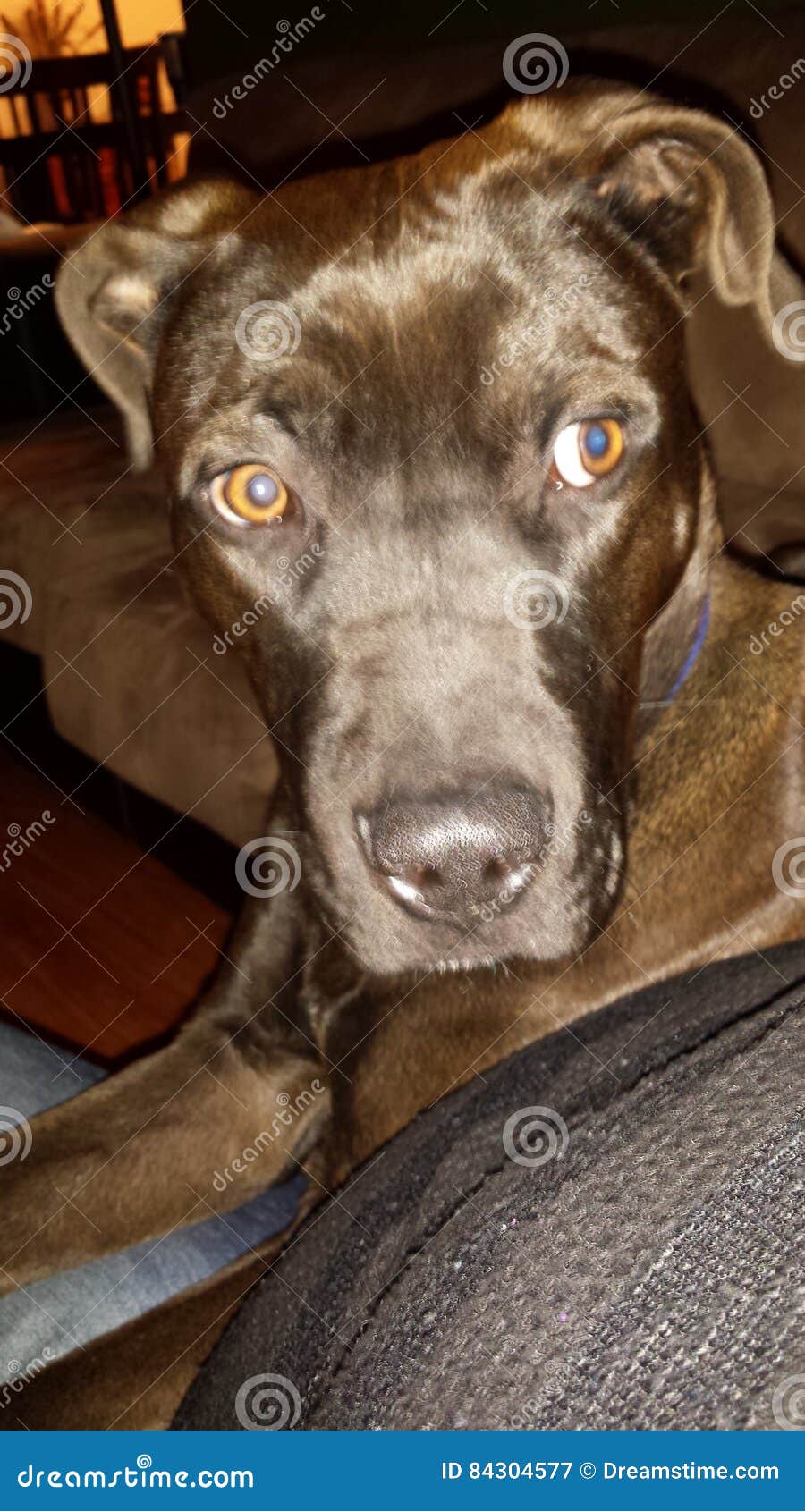 Black lab stock image. Image of eyes, zeppelin, brown 84304577