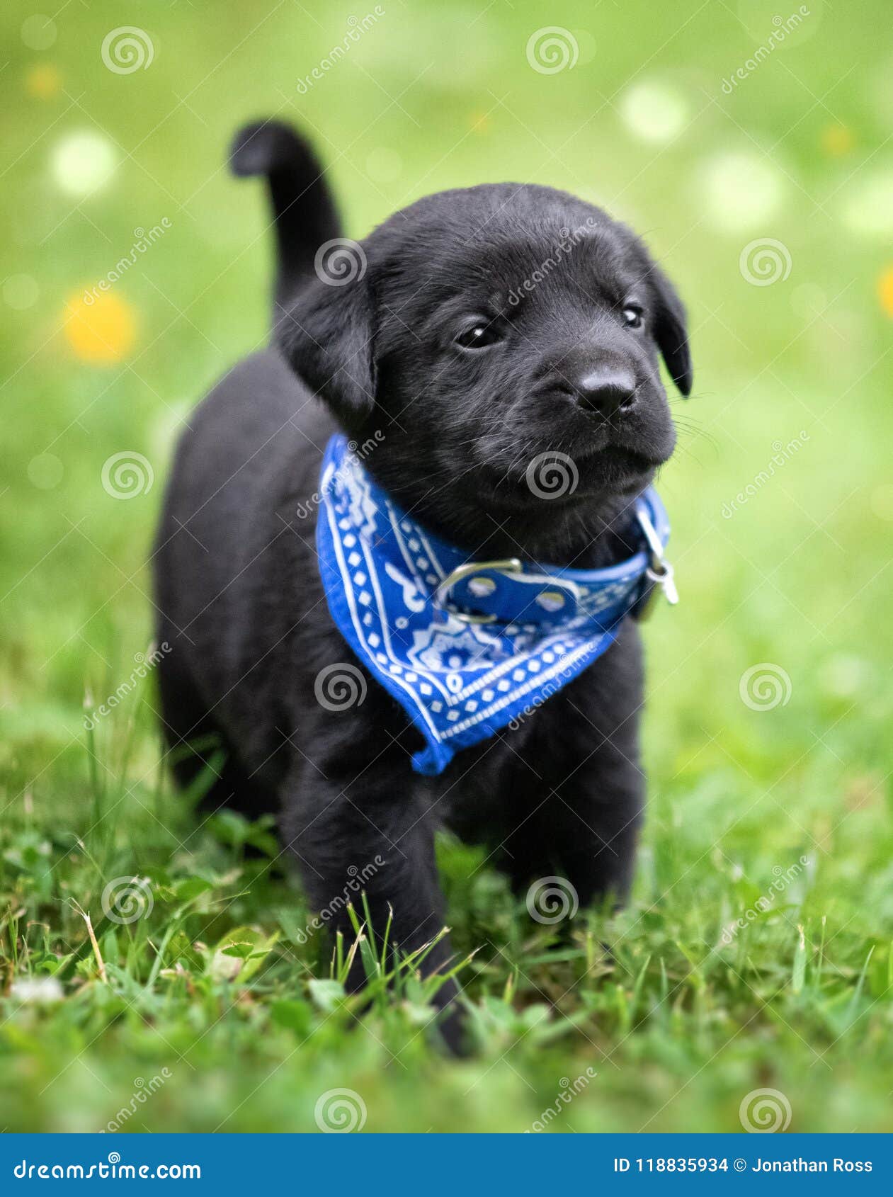 newborn black lab puppies