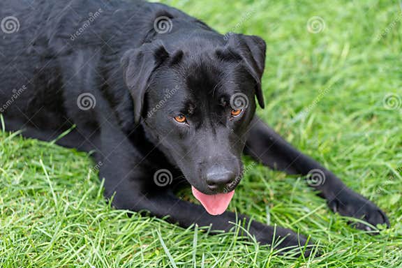 A Black Lab Retriever Laying in the Grass, Panting Stock Photo - Image ...