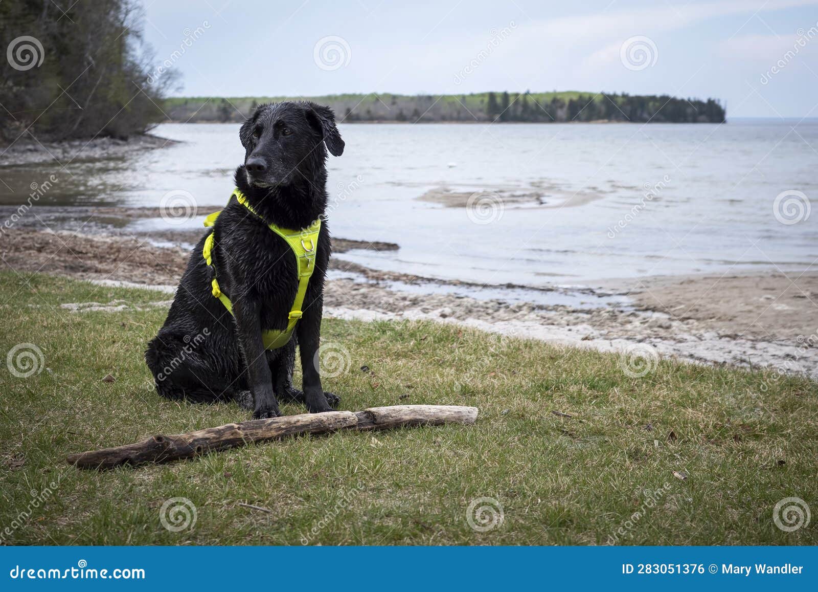 Black Lab Sitting on the Beach Waiting To Play Fetch with a Stick Stock