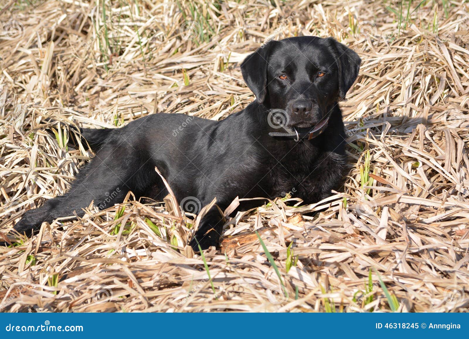 Black Labrador Brown Eyes Stock Image Image of brown, lying 46318245
