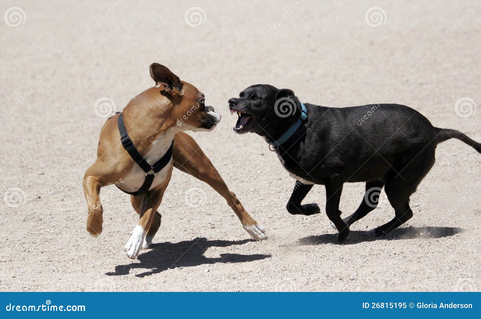 Black Labrador Chasing a Boxer Stock Image Image of friendly, smile