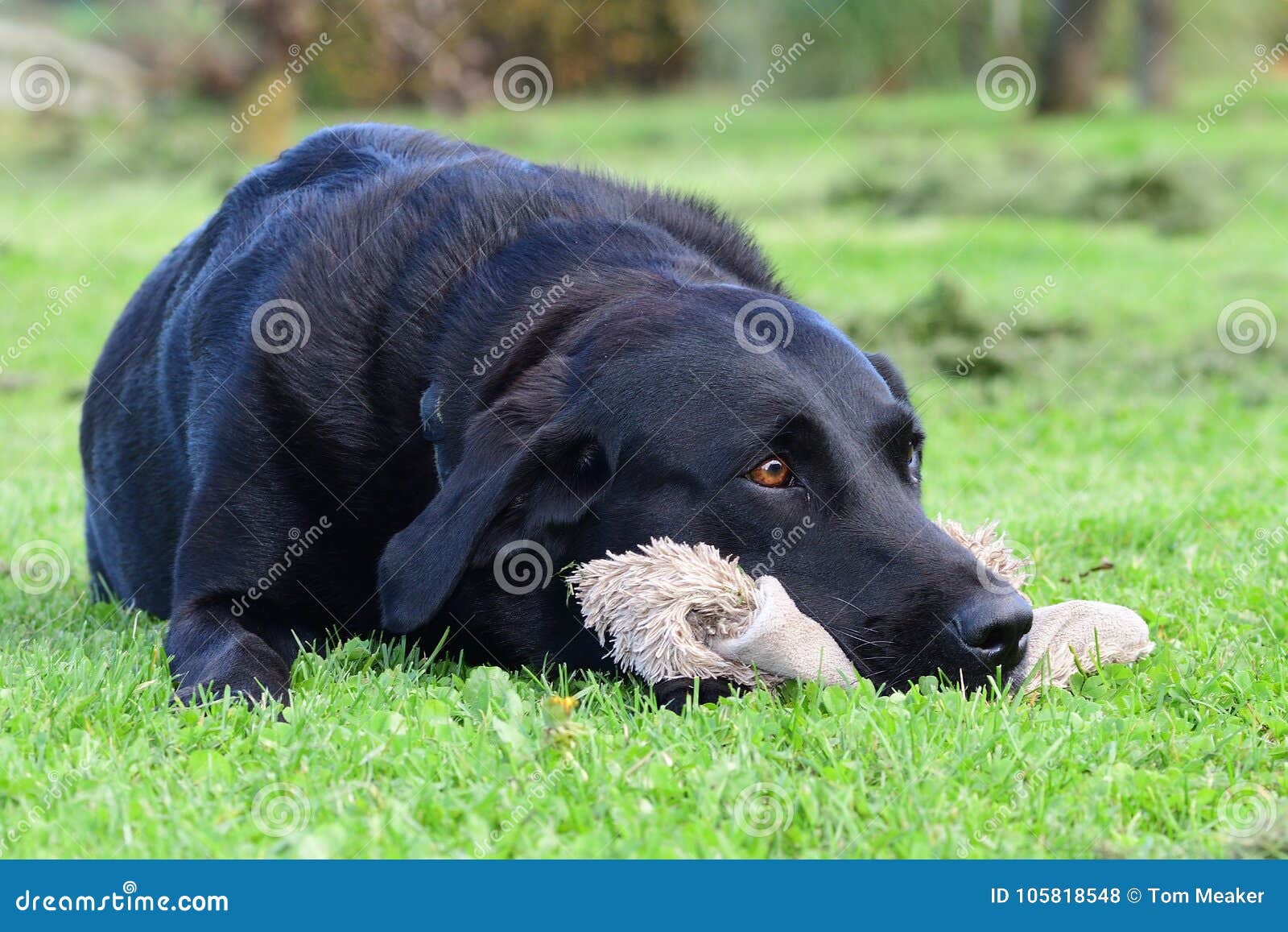 black labrador cuddly toy