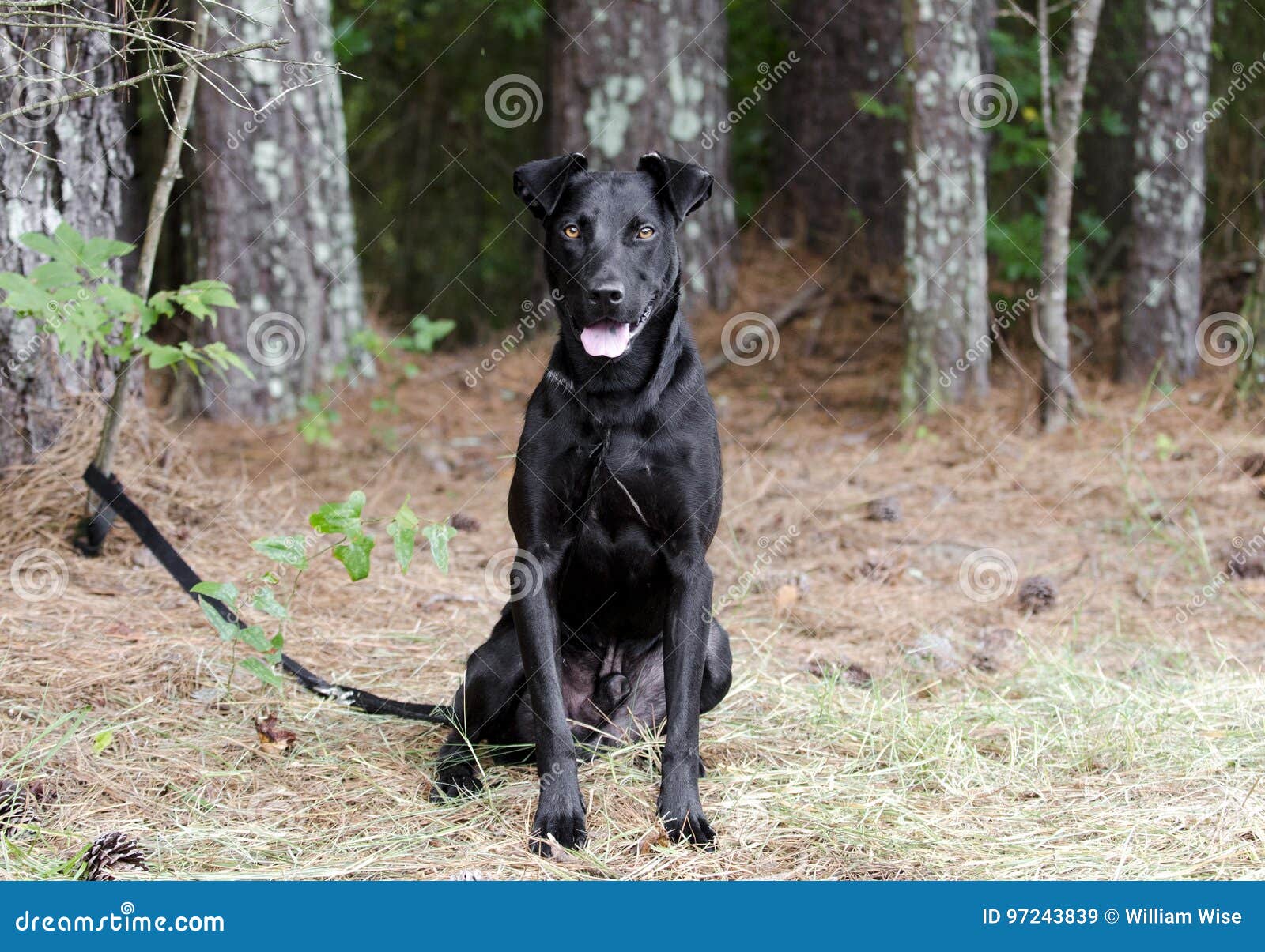 doberman and lab mix