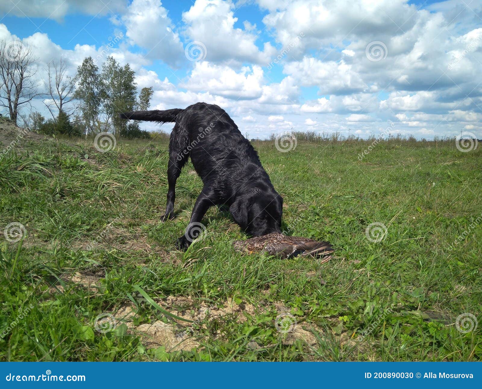 Black Labrador Dog Hunts Duck Caught by Prey Stock Photo Image of