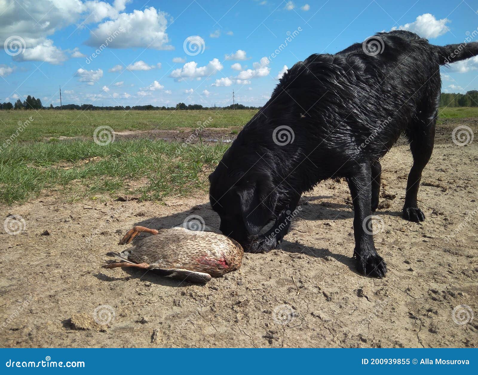 Black Labrador Dog Hunts Duck Caught by Prey Stock Image Image of
