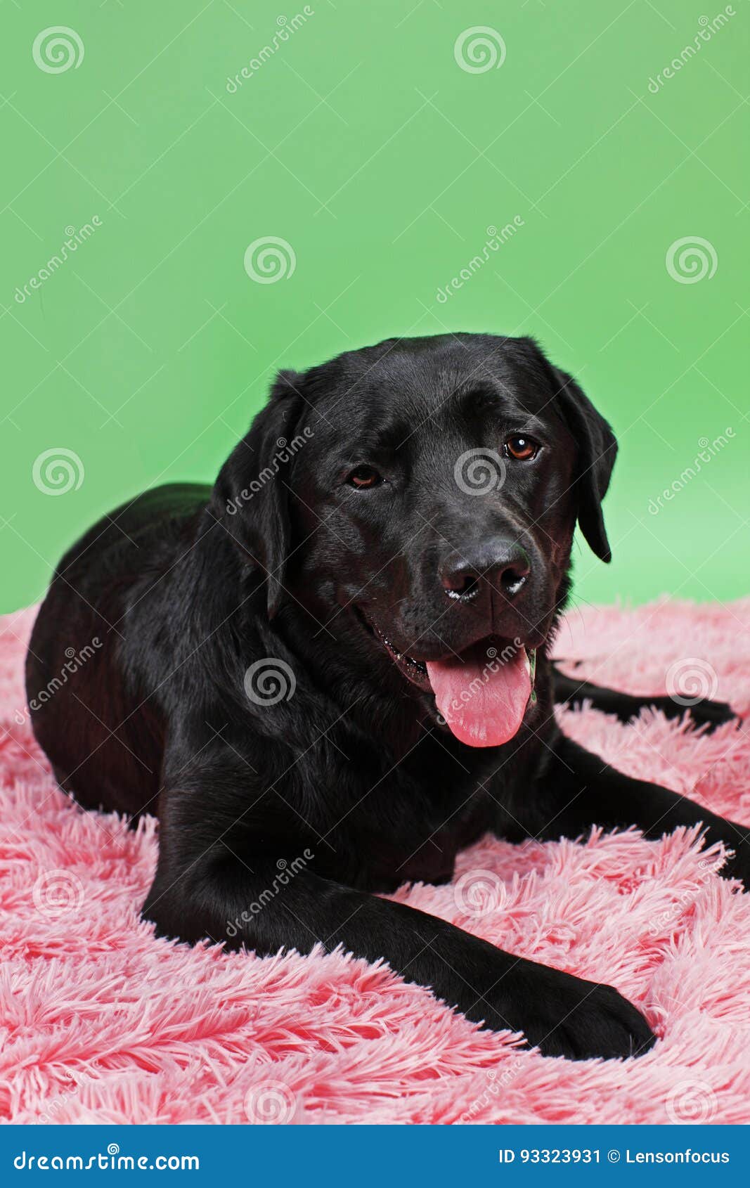 black lab blanket