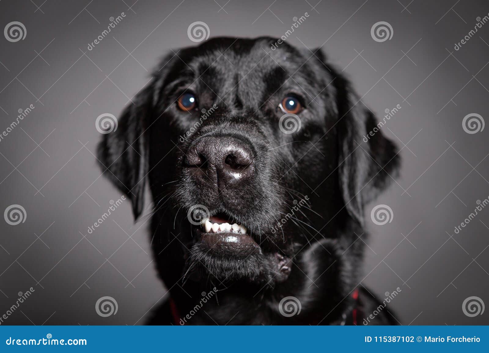 Black Labrador Funny Portrait Stock Photo Image of crazy, drunk