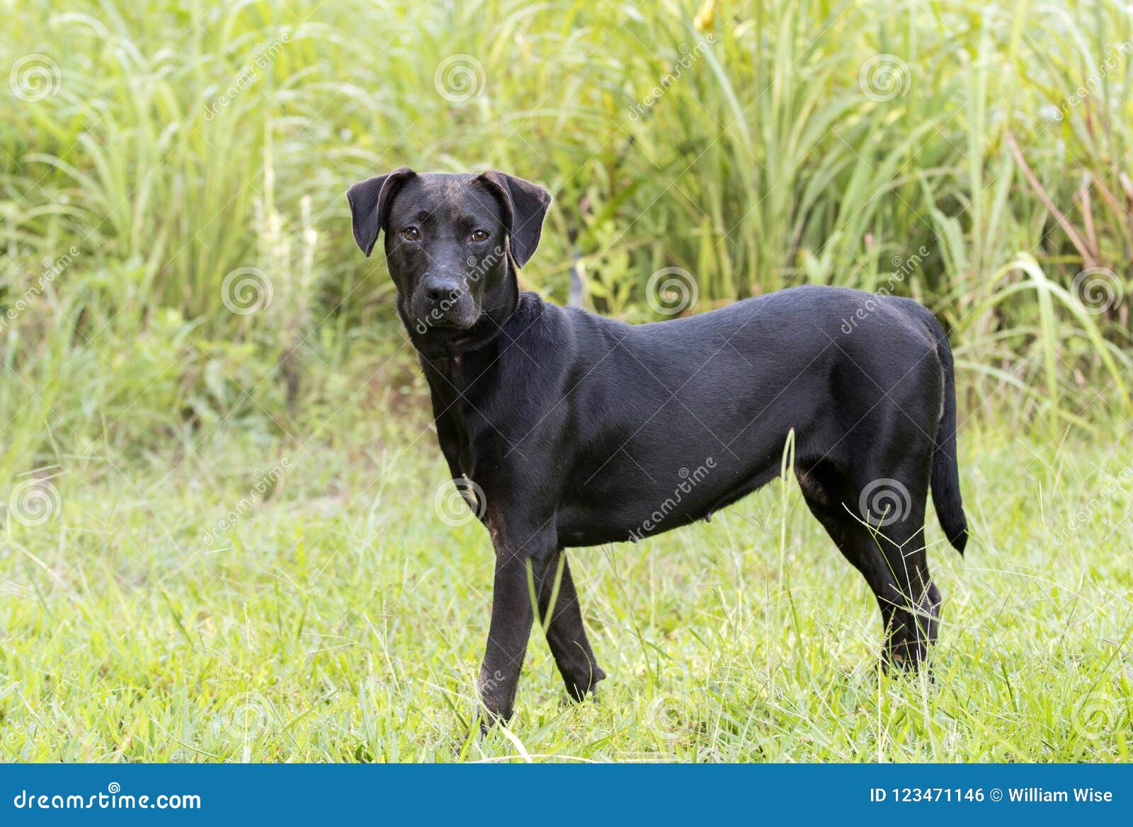 Black Labrador Mixed Breed Dog Adoption Photo Stock Photo Image