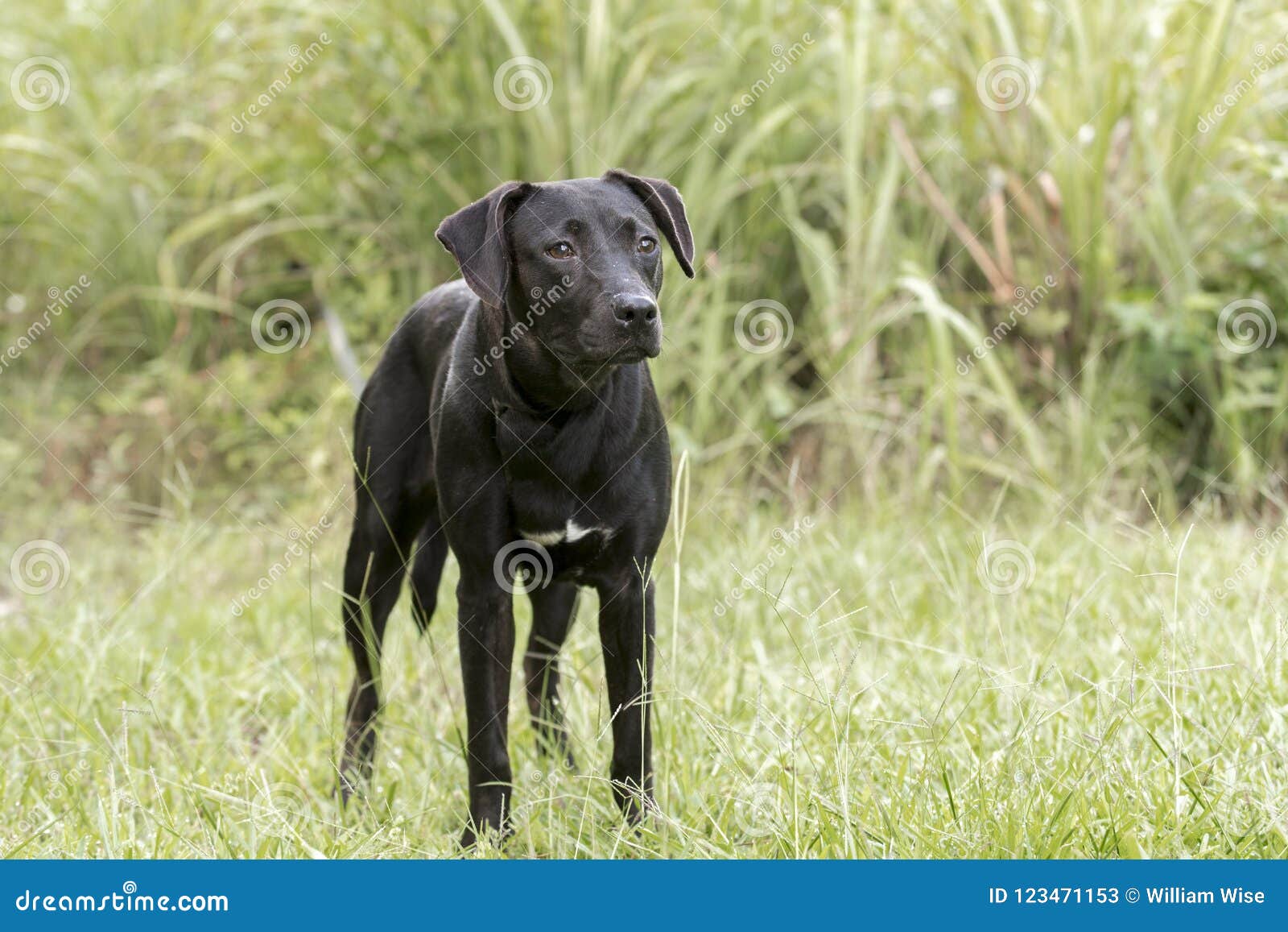 medium sized lab mix