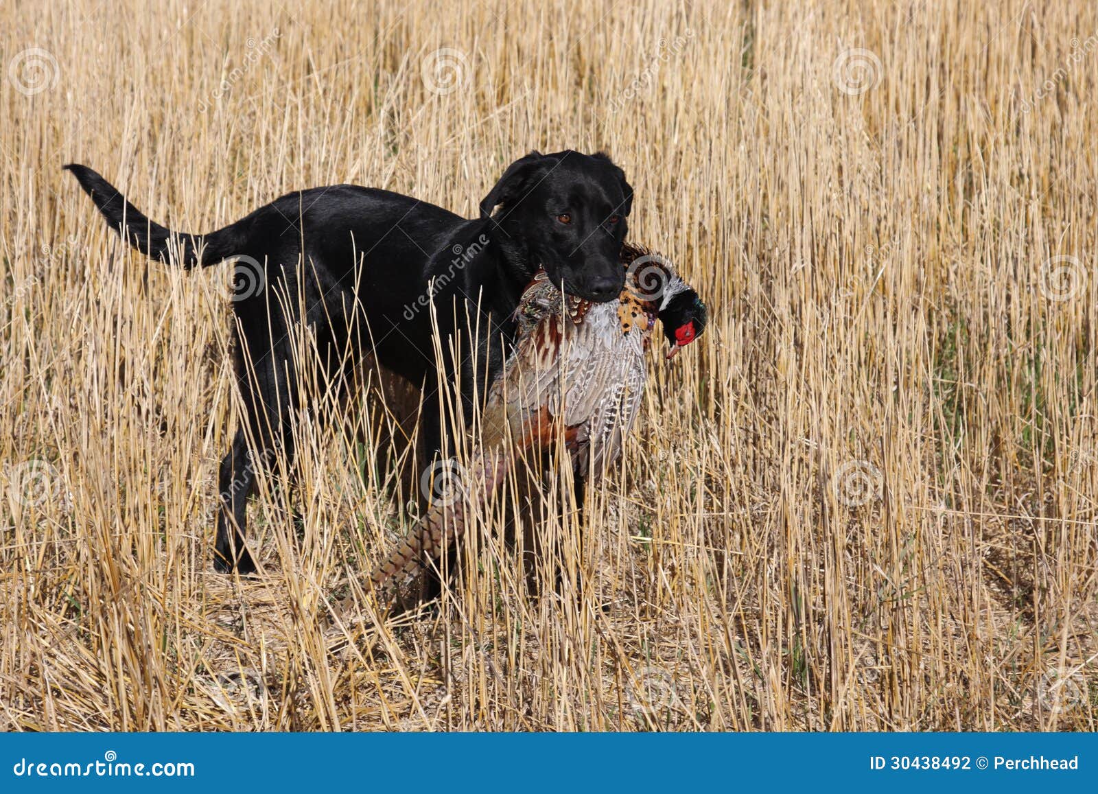 Black Labrador with a Pheasant Stock Photo Image of retrieve, hunting