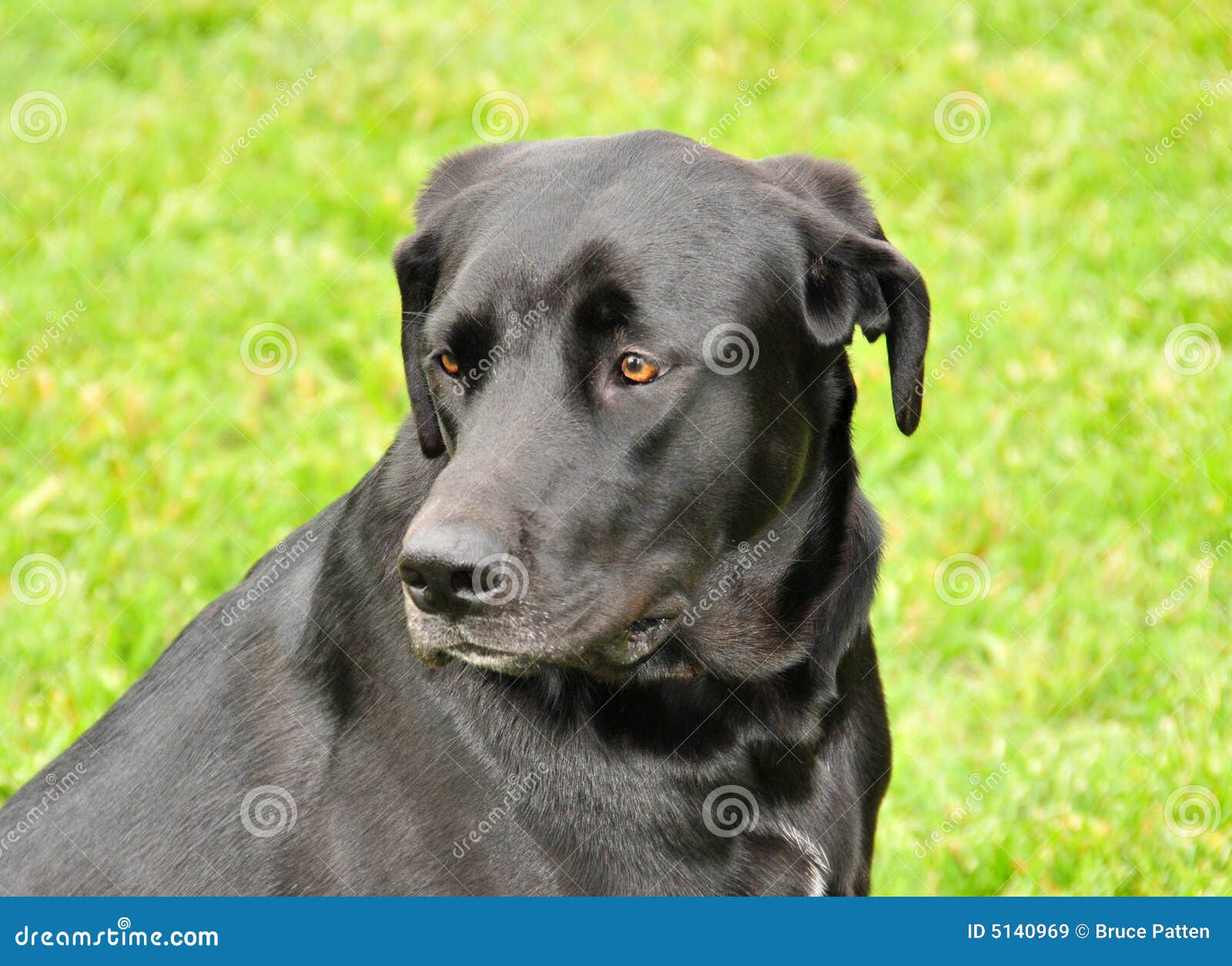 Black labrador portrait stock image. Image of retriever 5140969