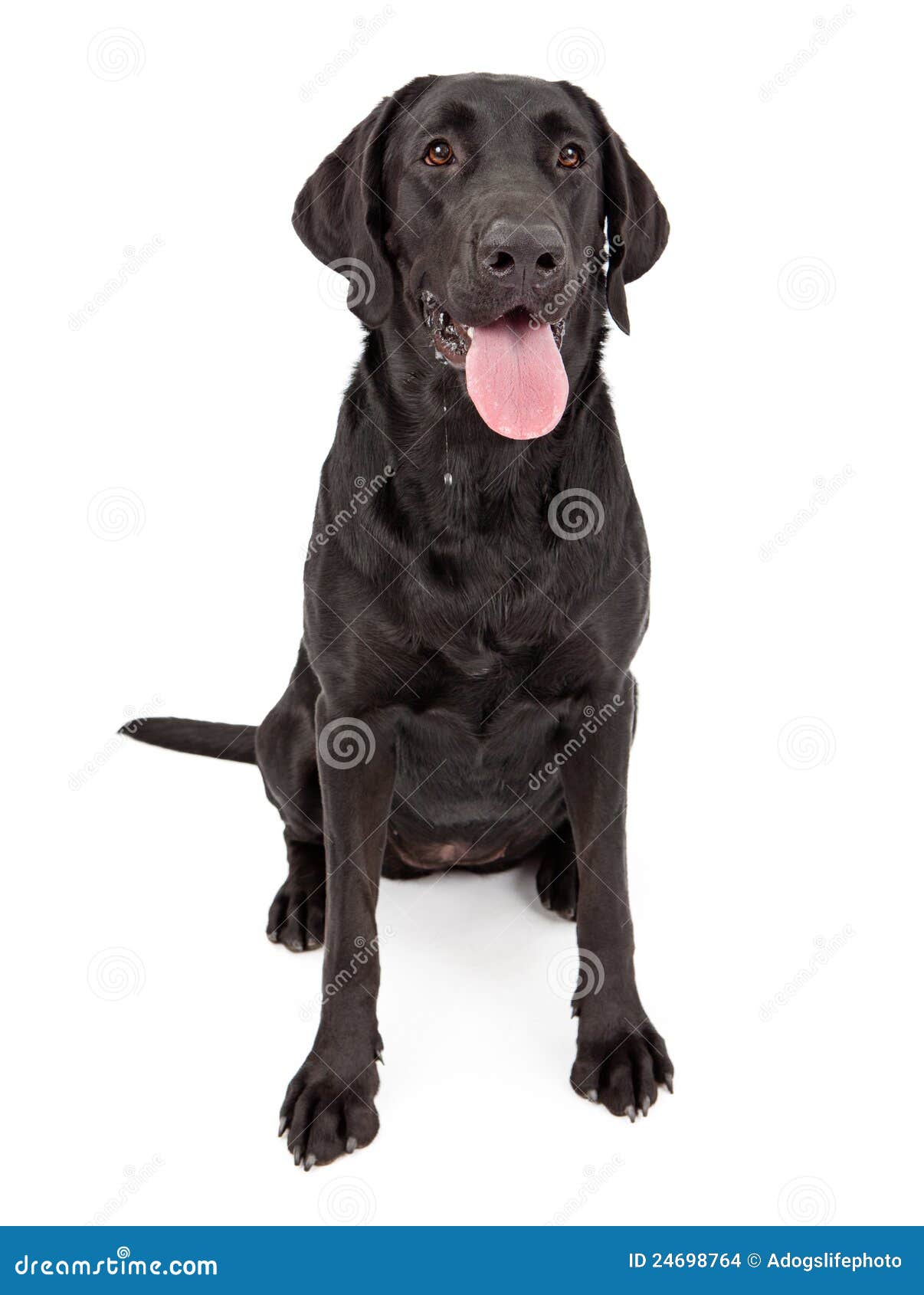 Black Labrador Retriever Dog Drooling Stock Photo Image