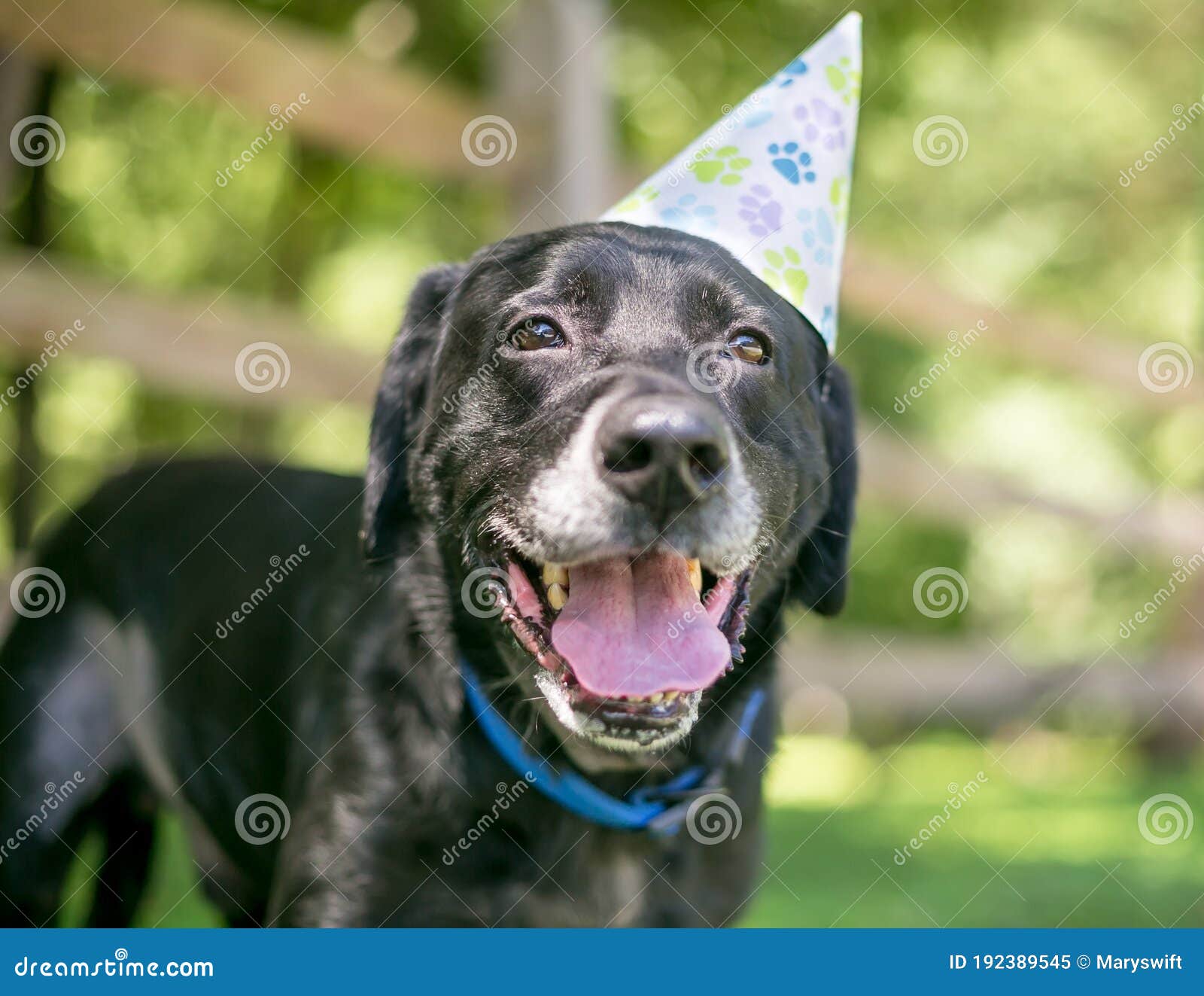 black labrador birthday