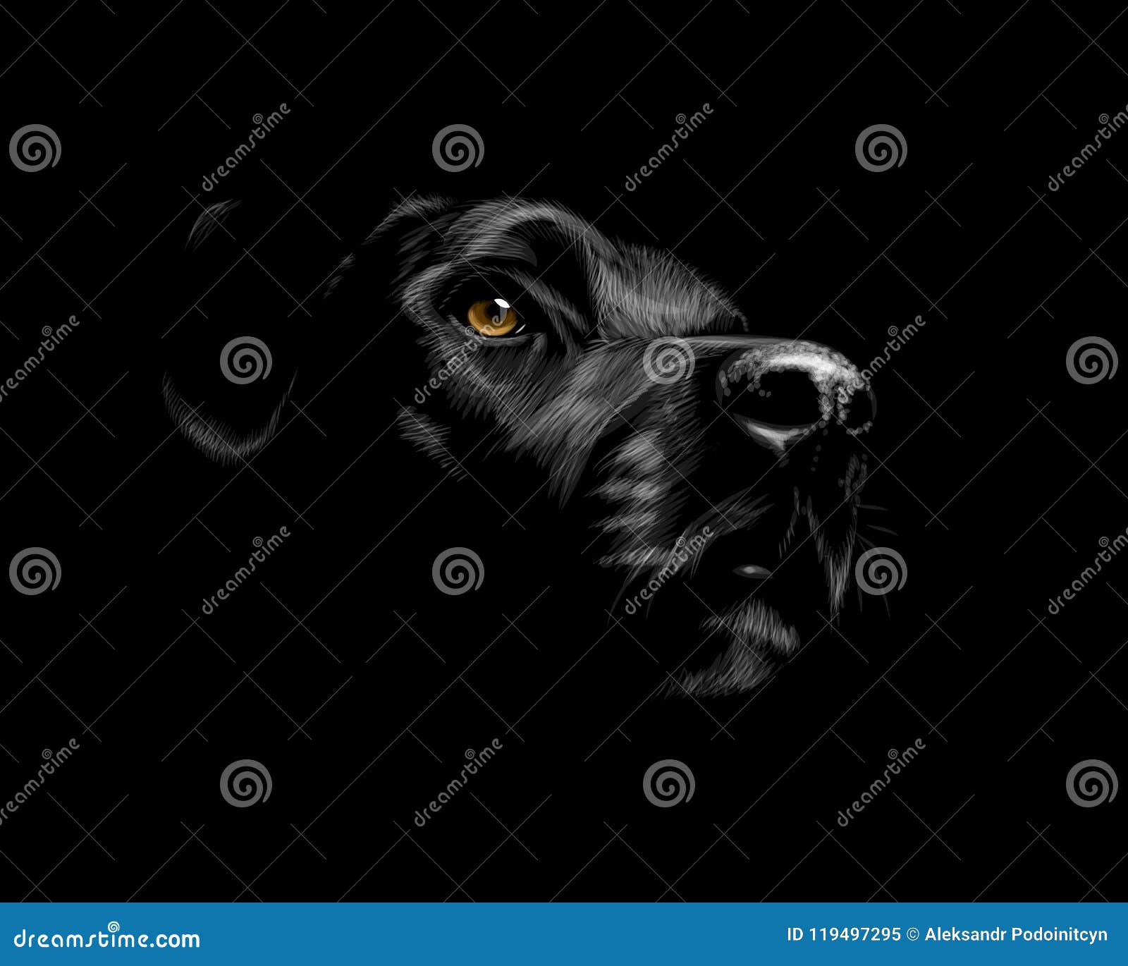 black labrador retriever