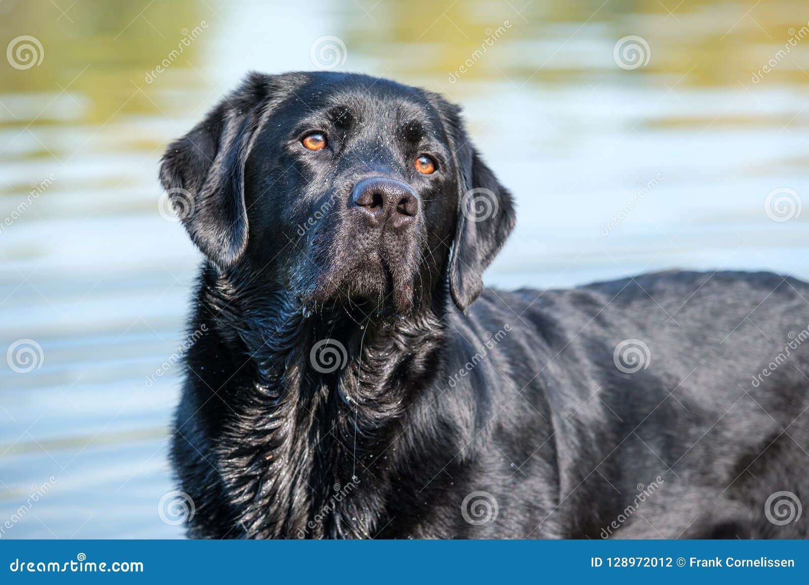 adult black lab