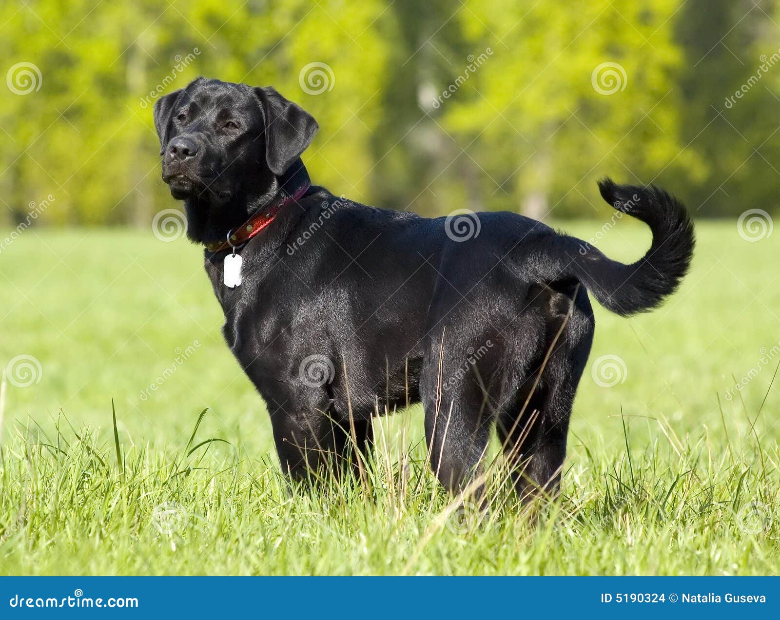 Black Labrador Retriever Portrait, Standing Positi Stock Photo Image