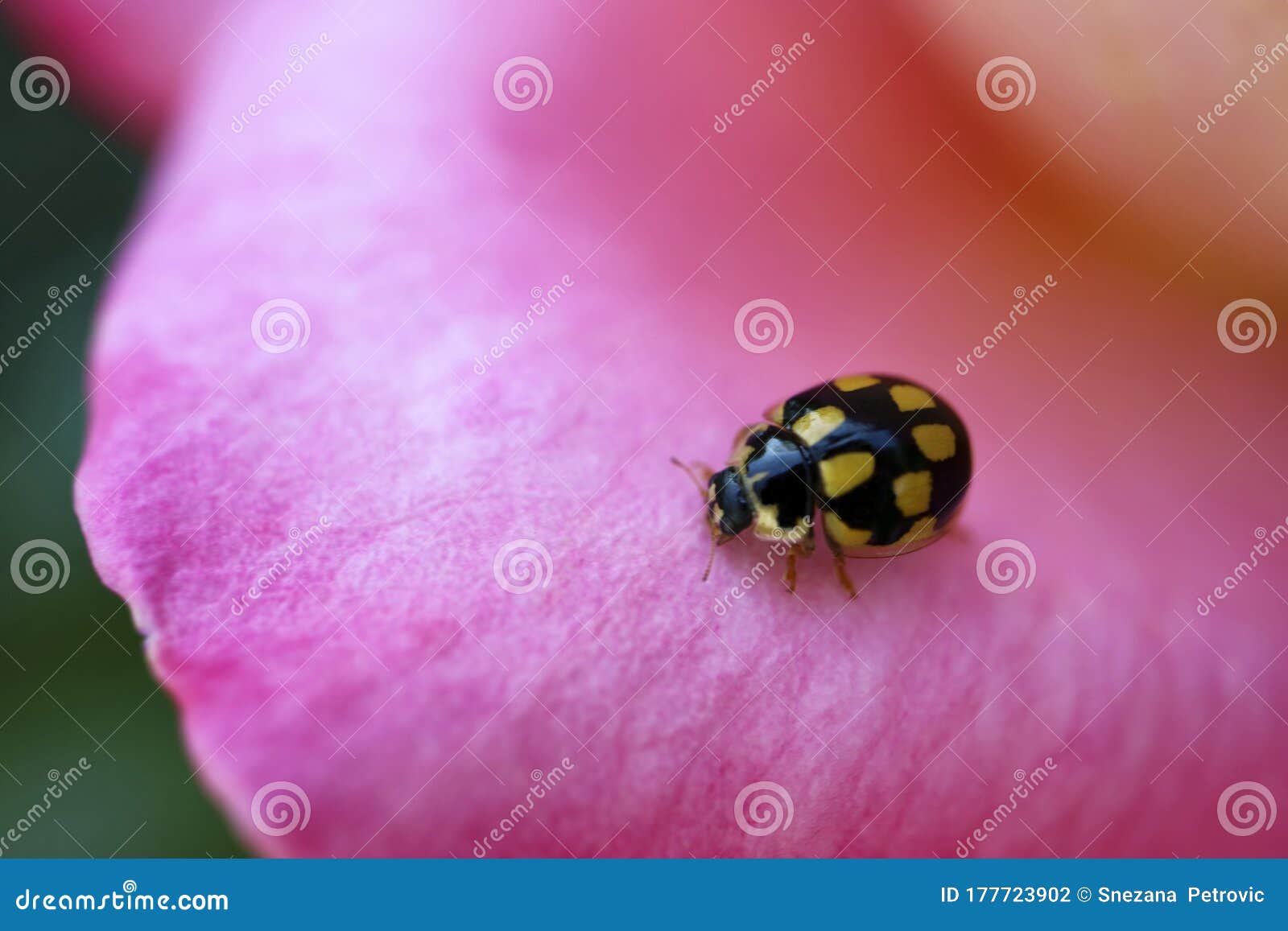 Black Ladybug with Yellow Spots Stock Photo Image of insect, spots