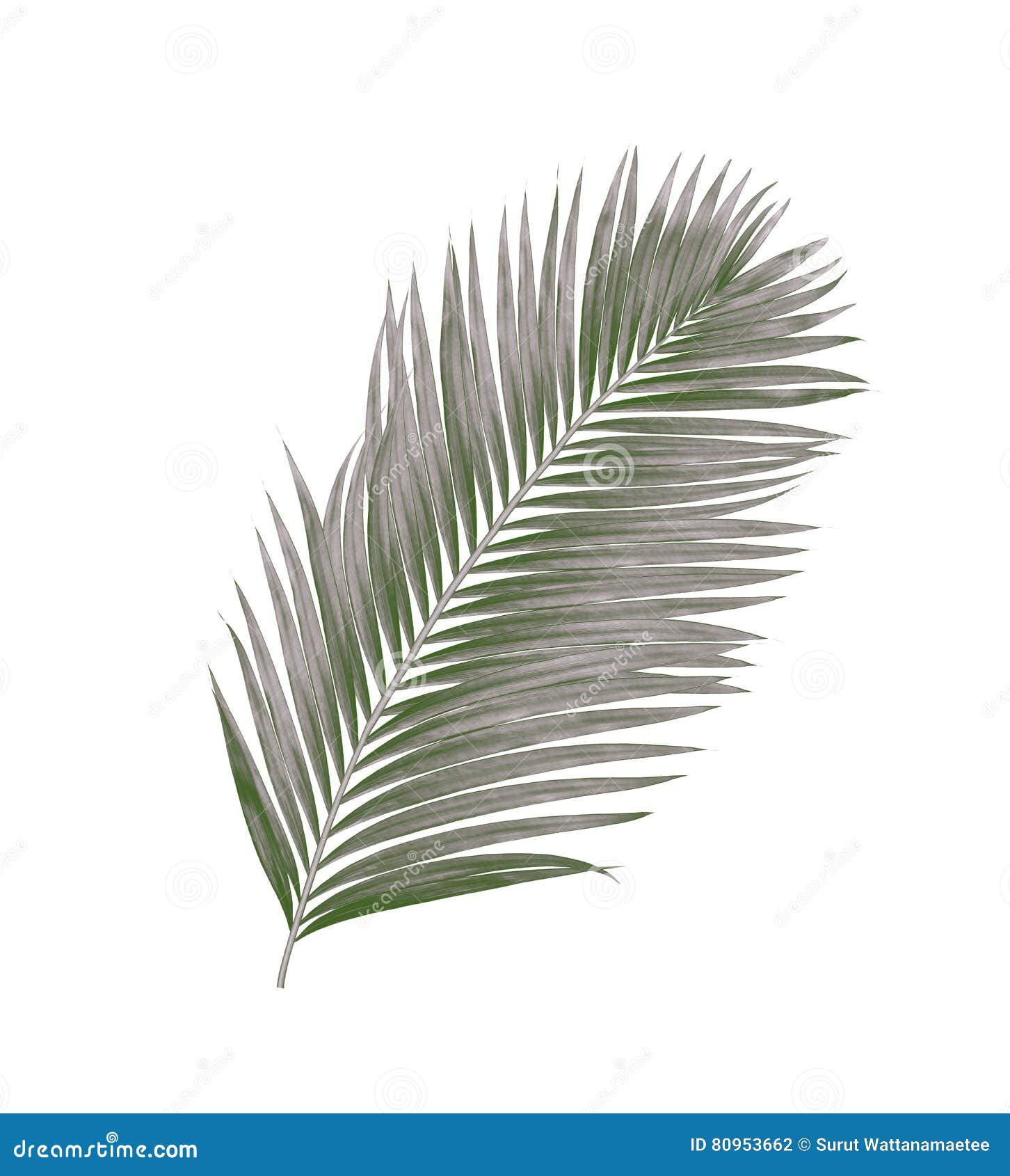 Black leaves of palm tree stock photo. Image of foliage - 80953662