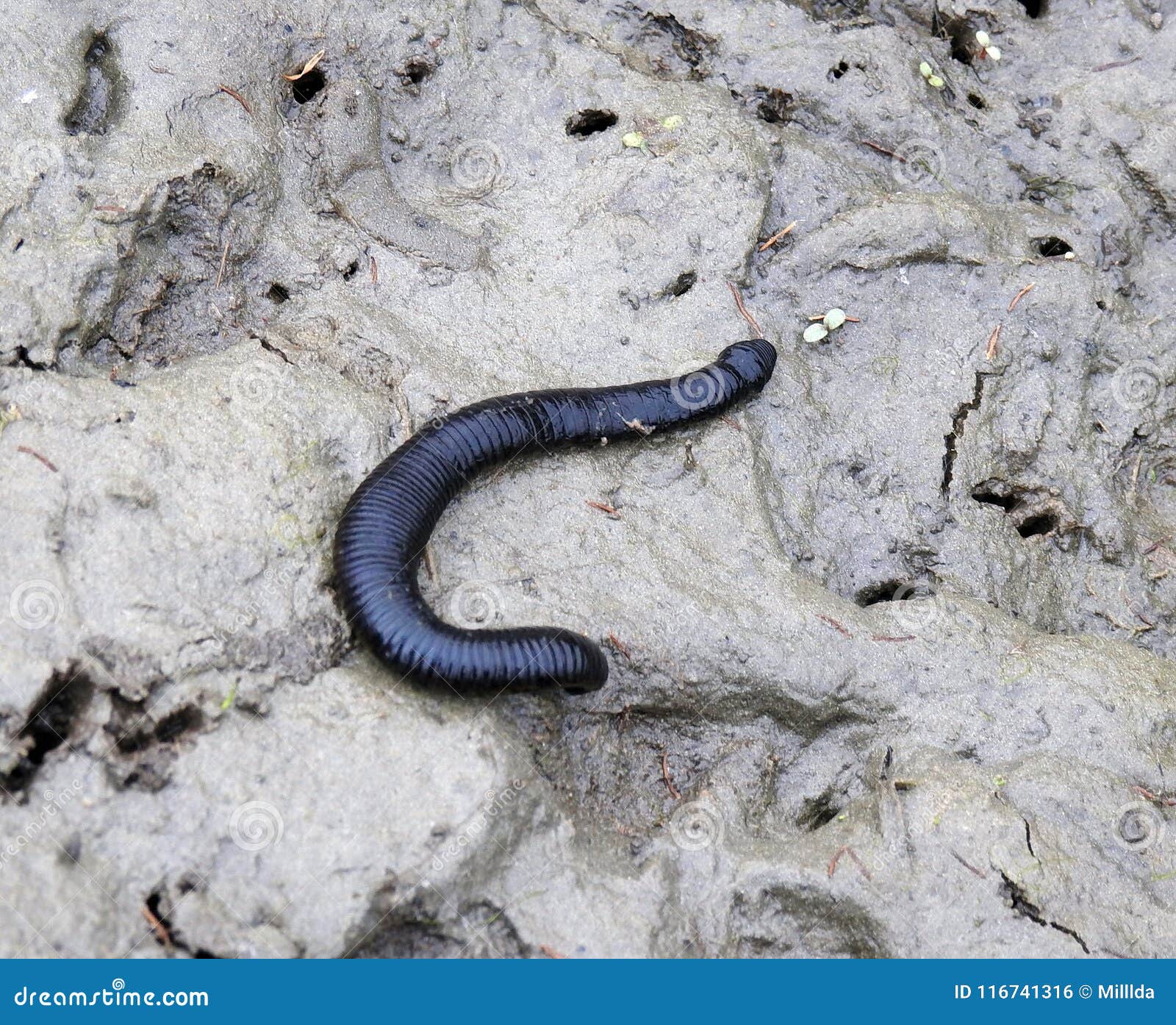 leech animal leech animal