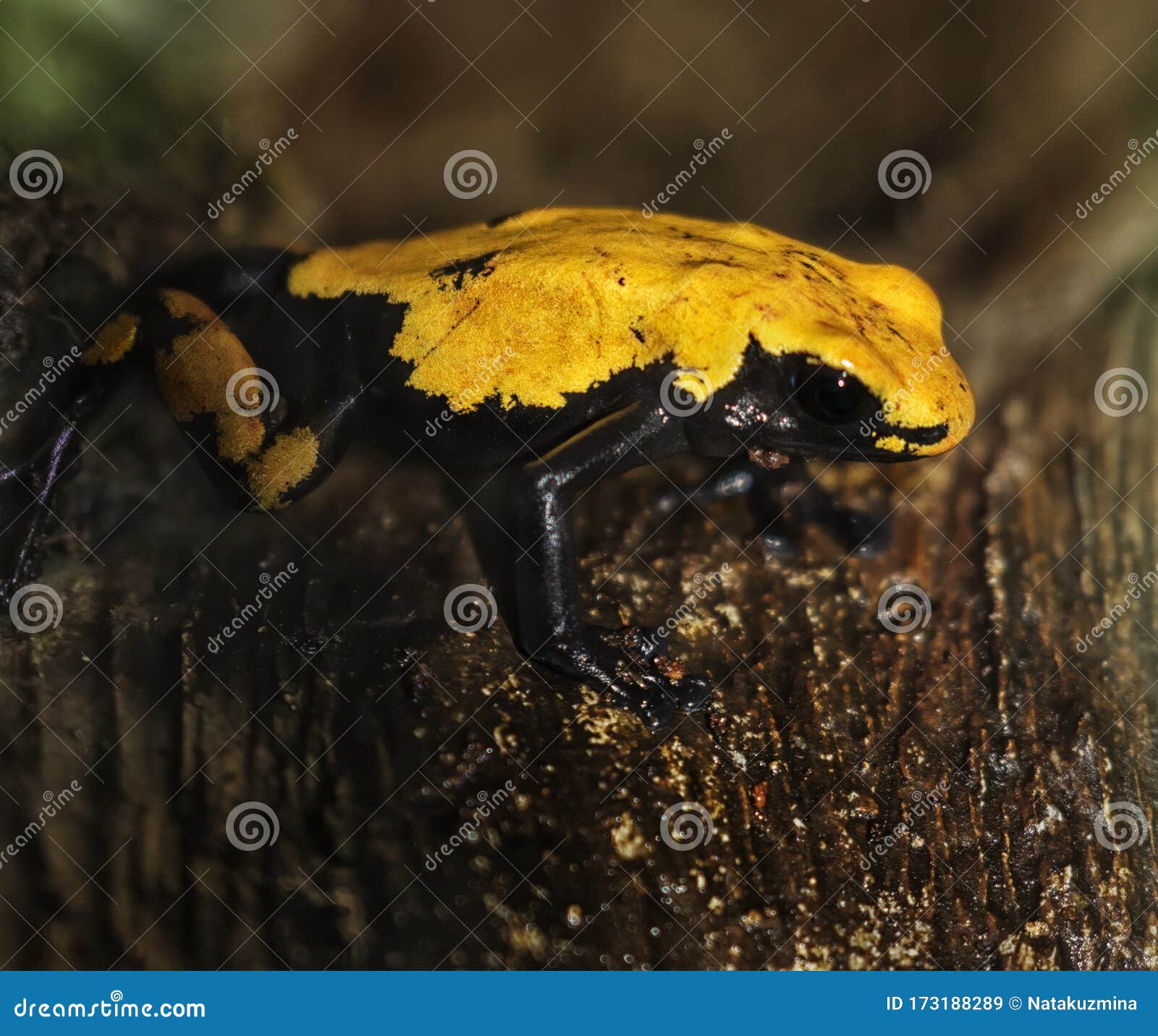 Black-legged Poison Dart Frog Stock Image - Image of texas, nature