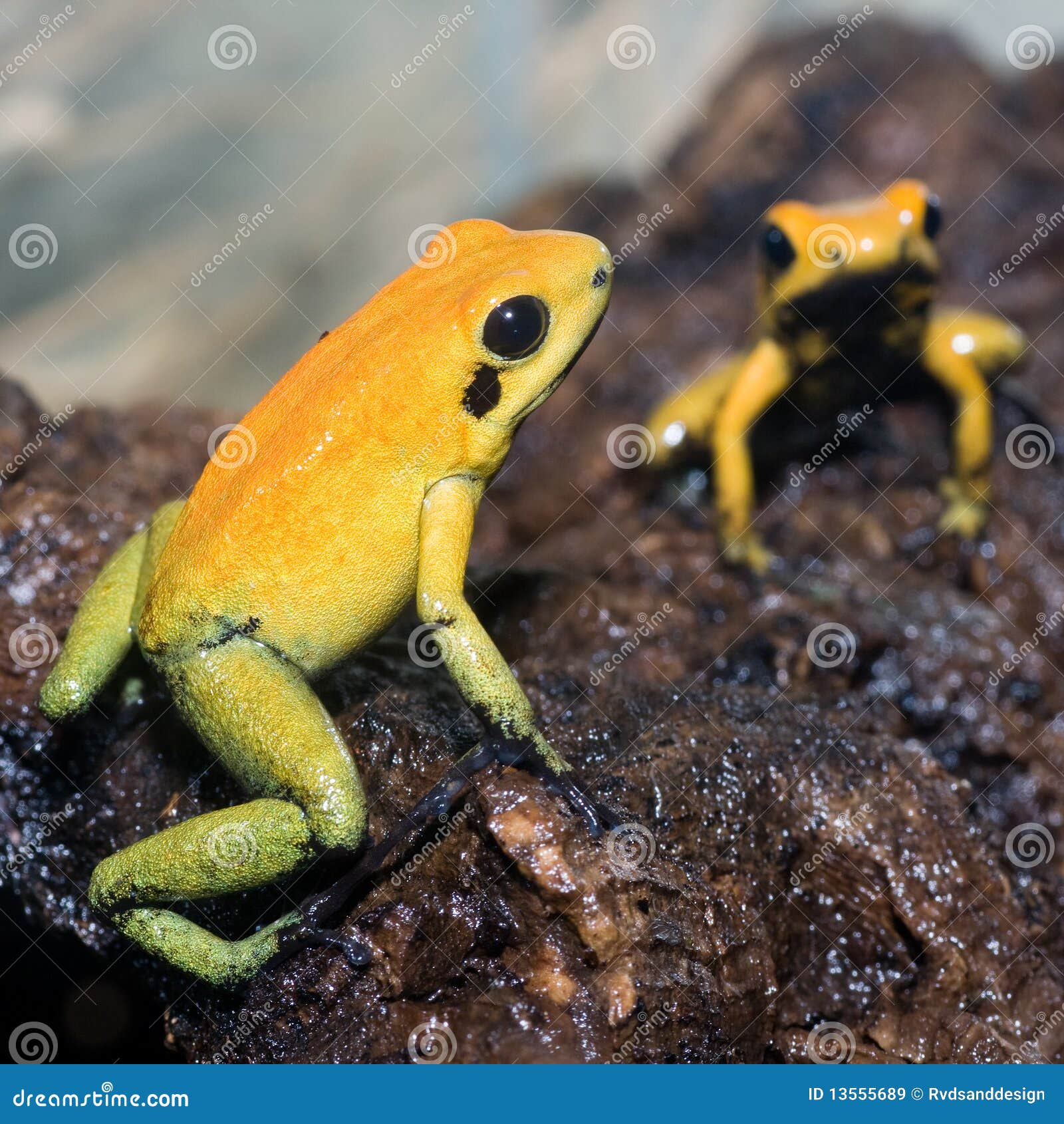 Black-legged poison frog stock image. Image of frog, legged - 13555689