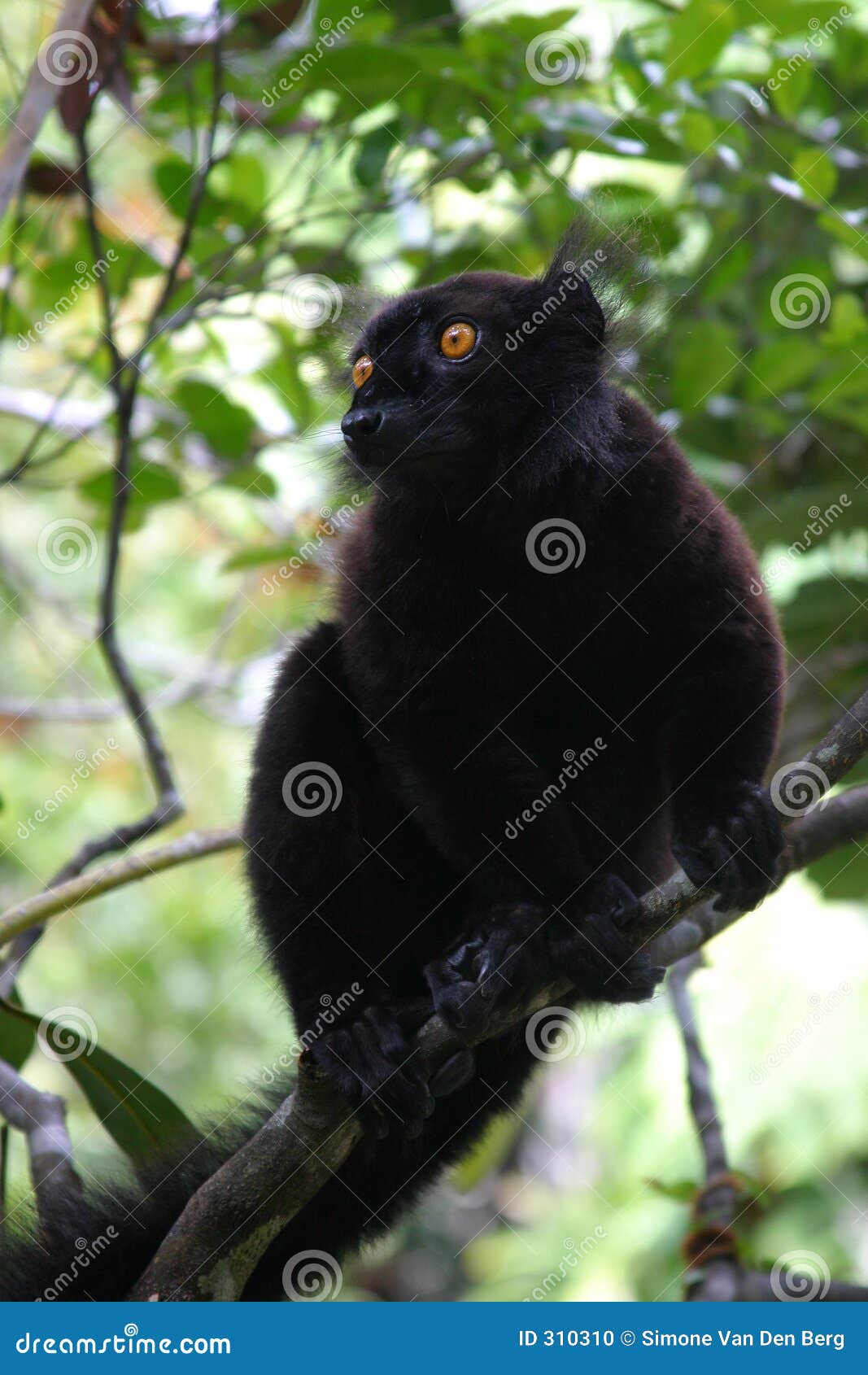 black lemur