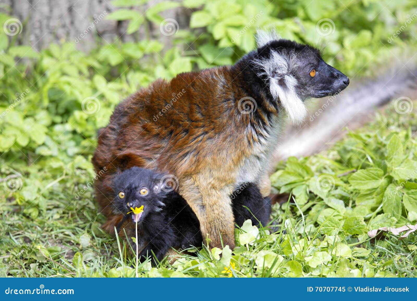 black lemur, eulemur m. macaco, female with young