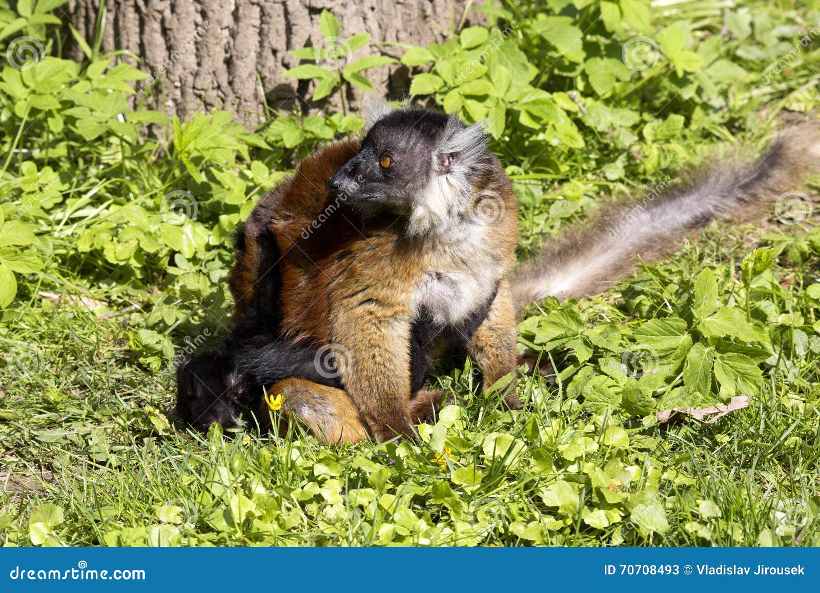 black lemur, eulemur m. macaco, female with young