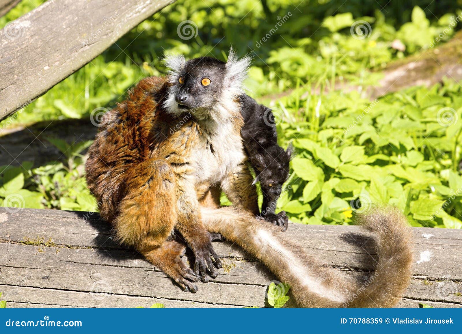 black lemur, eulemur m. macaco, female with young