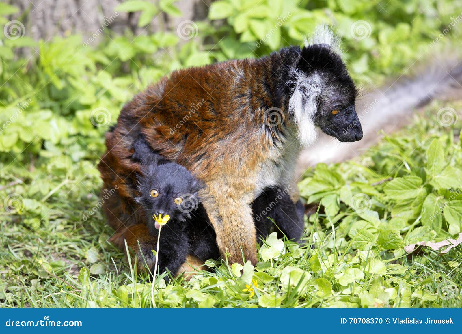 black lemur, eulemur m. macaco, mutual hair care