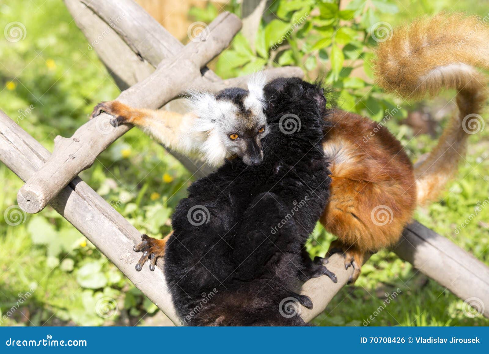 black lemur, eulemur m. macaco, mutual hair care
