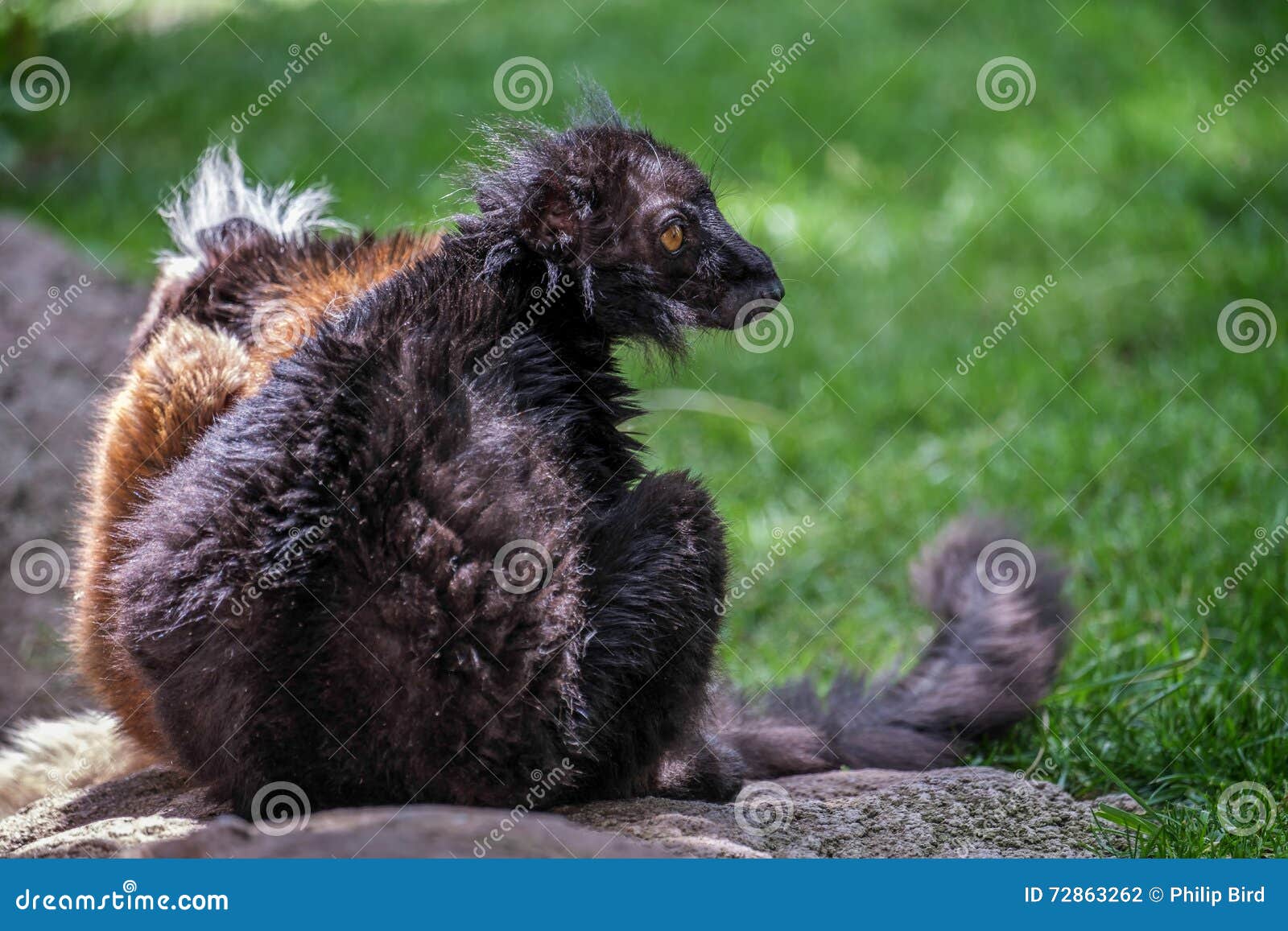 black lemur (eulemur macaco)