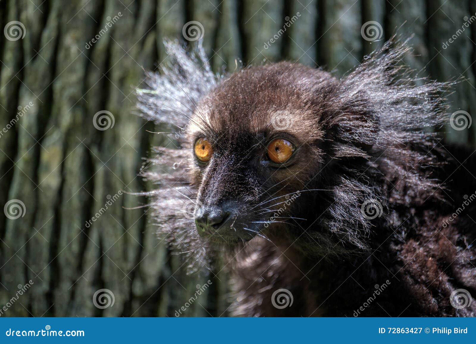 black lemur (eulemur macaco)